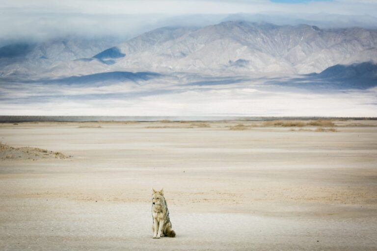 Death Valley and the Mojave National Preserve