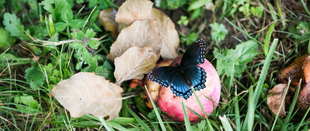 Butterfly with apple by North Carolina photographer, Kelly Williams