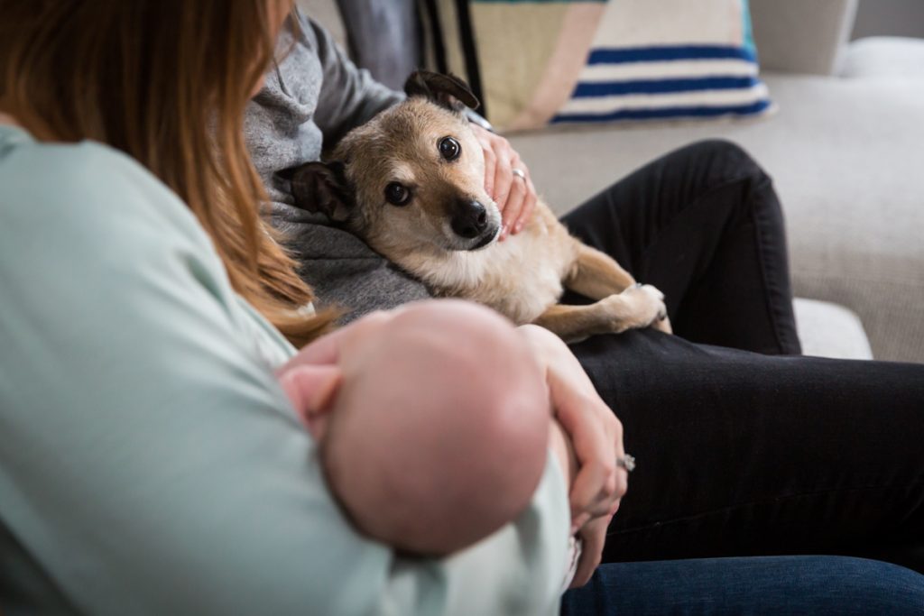 Dog looking at mother holding newborn baby