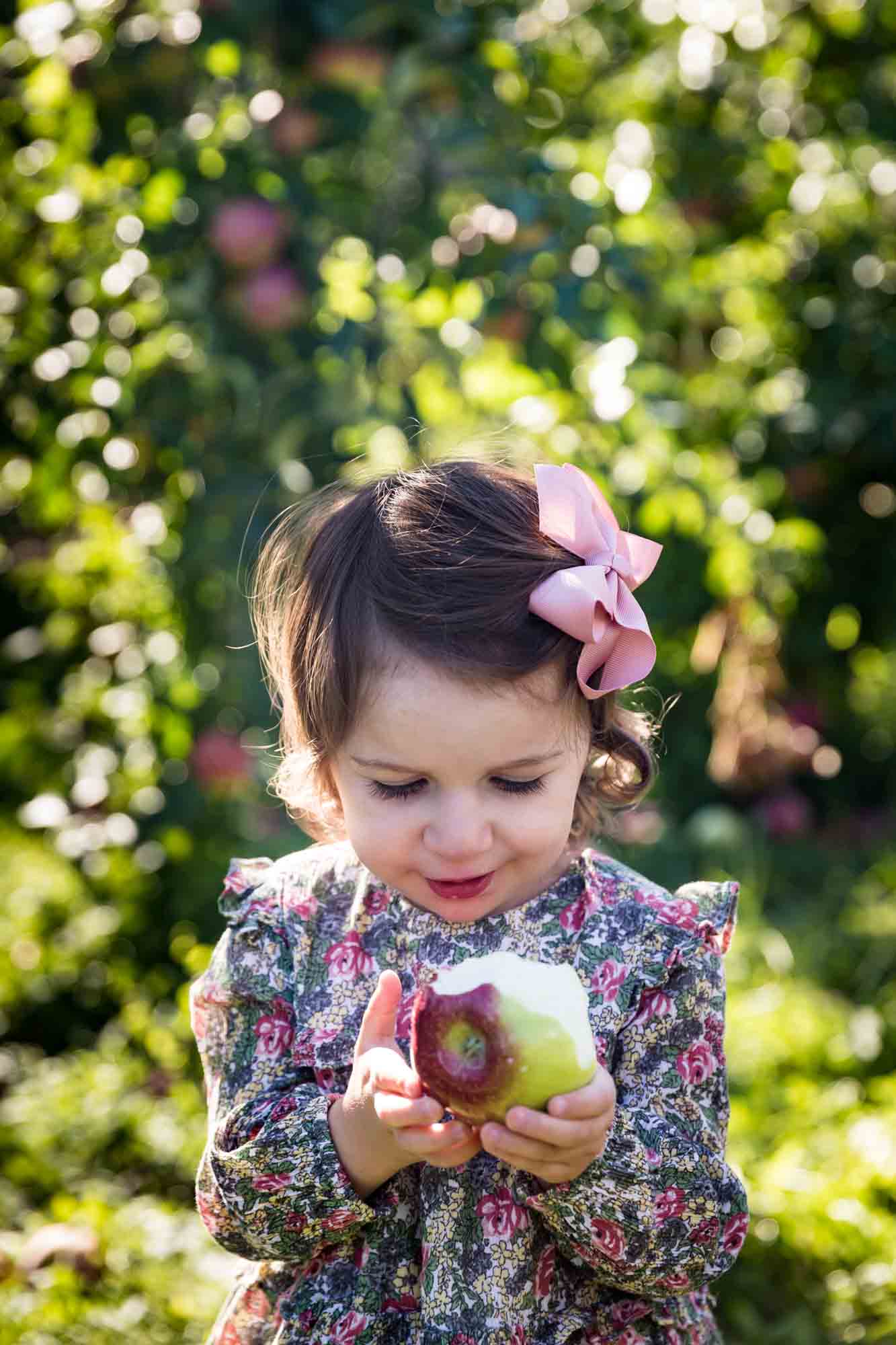 Little girl with pink bow in hair looking down at apple for an article on tips for apple picking family photos