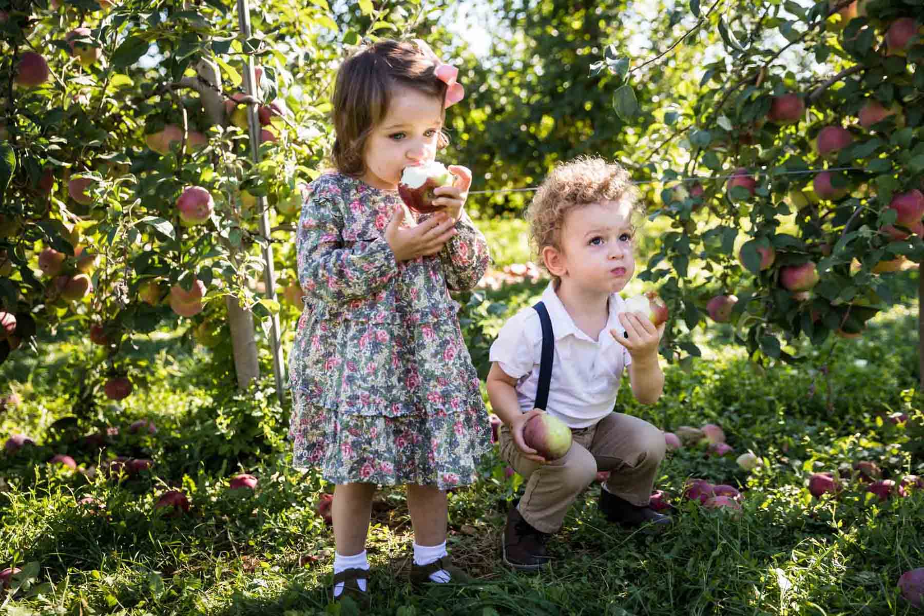 Two toddlers eating apples in an orchard for an article on tips for apple picking family photos