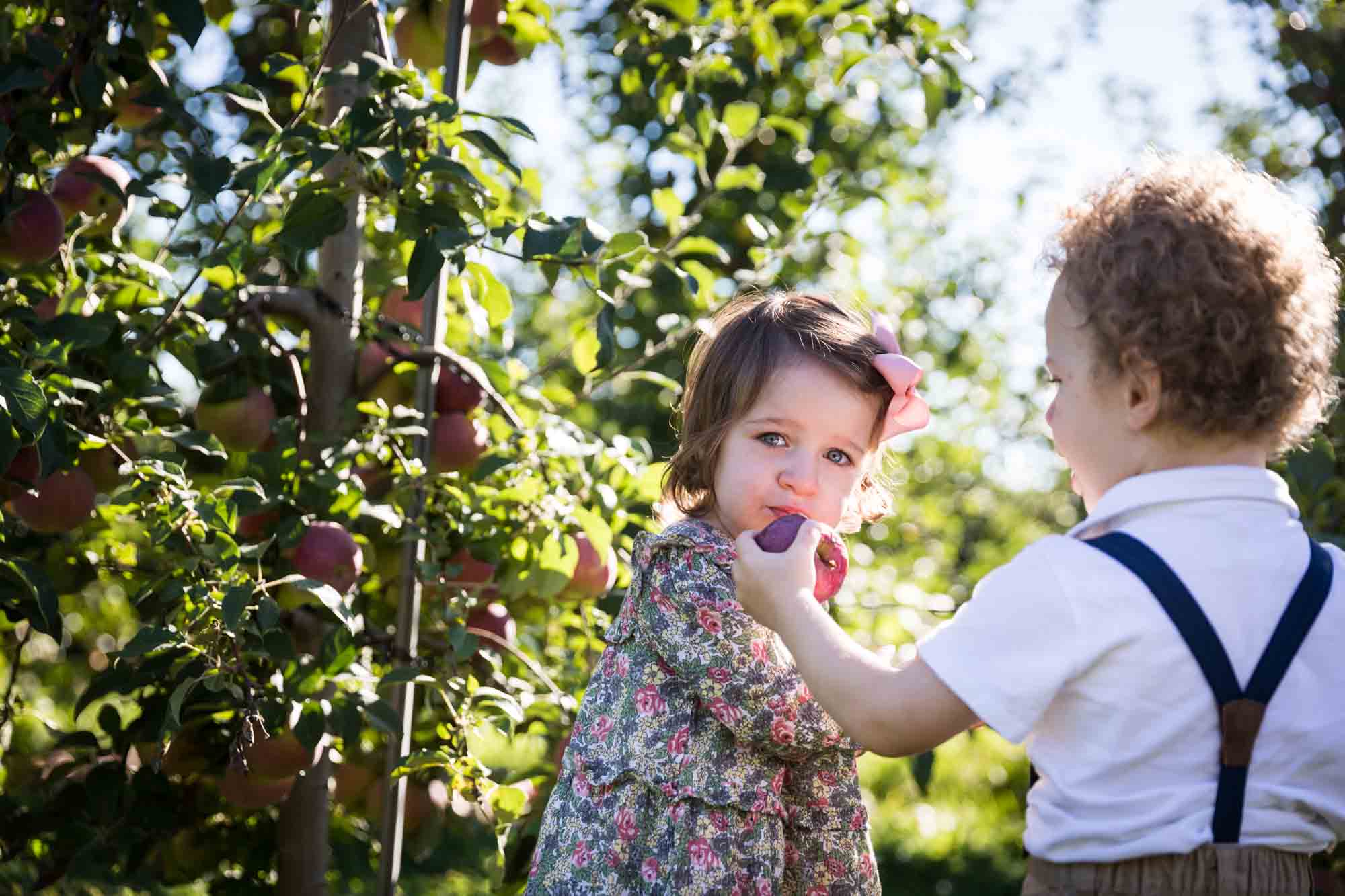 Little boy giving apple to little sister for an article on tips for apple picking family photos
