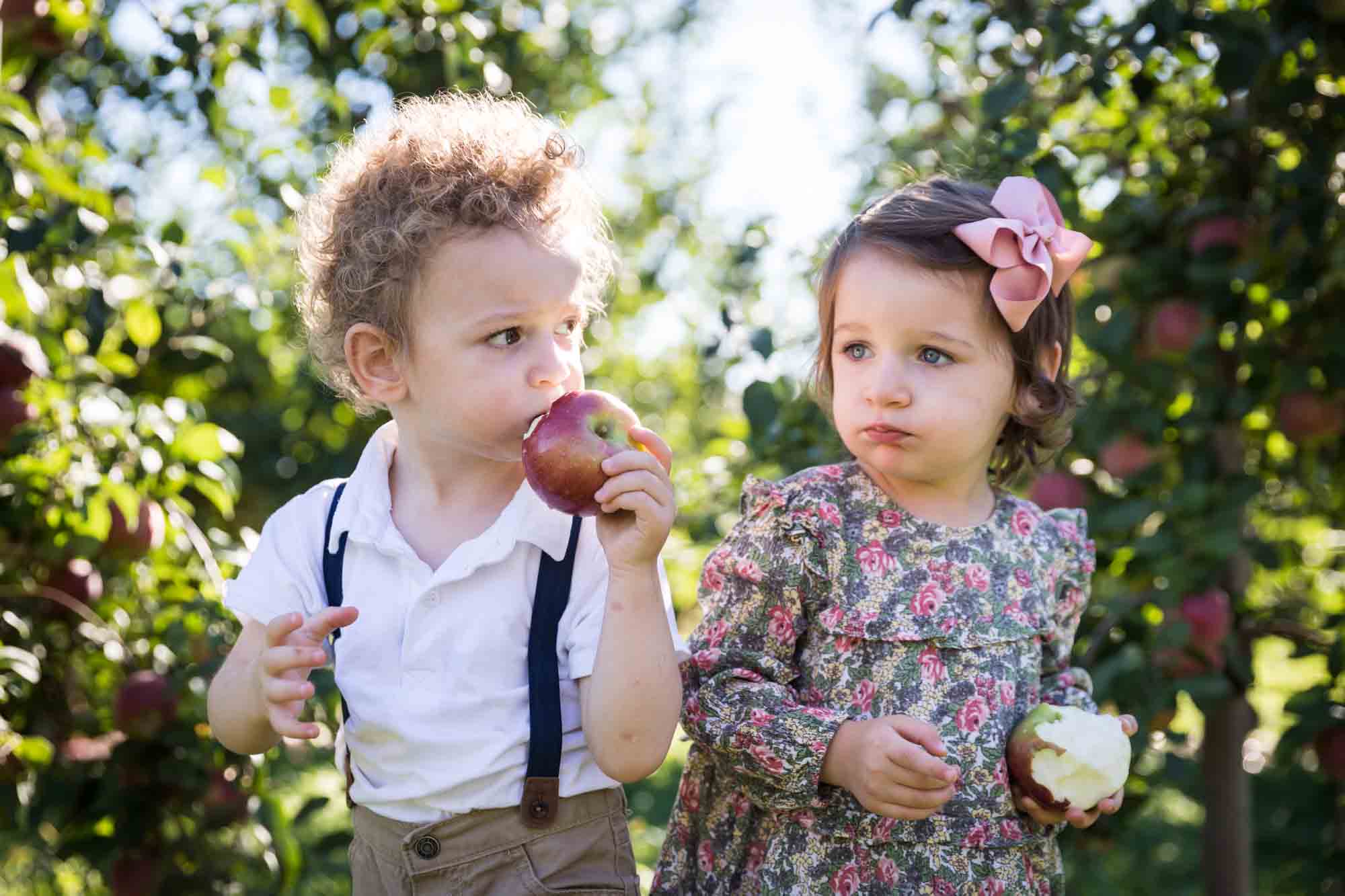 Two toddlers eating apples in an orchard for an article on tips for apple picking family photos