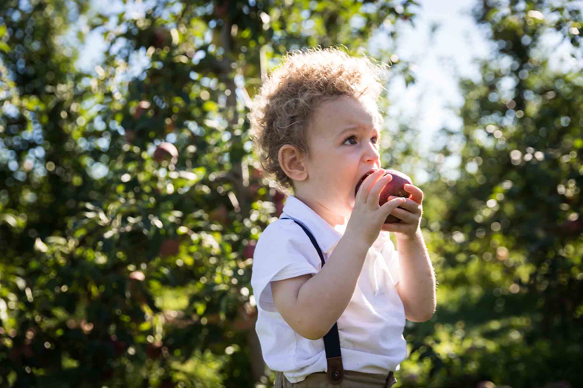 Little boy biting into apple for an article on tips for apple picking family photos