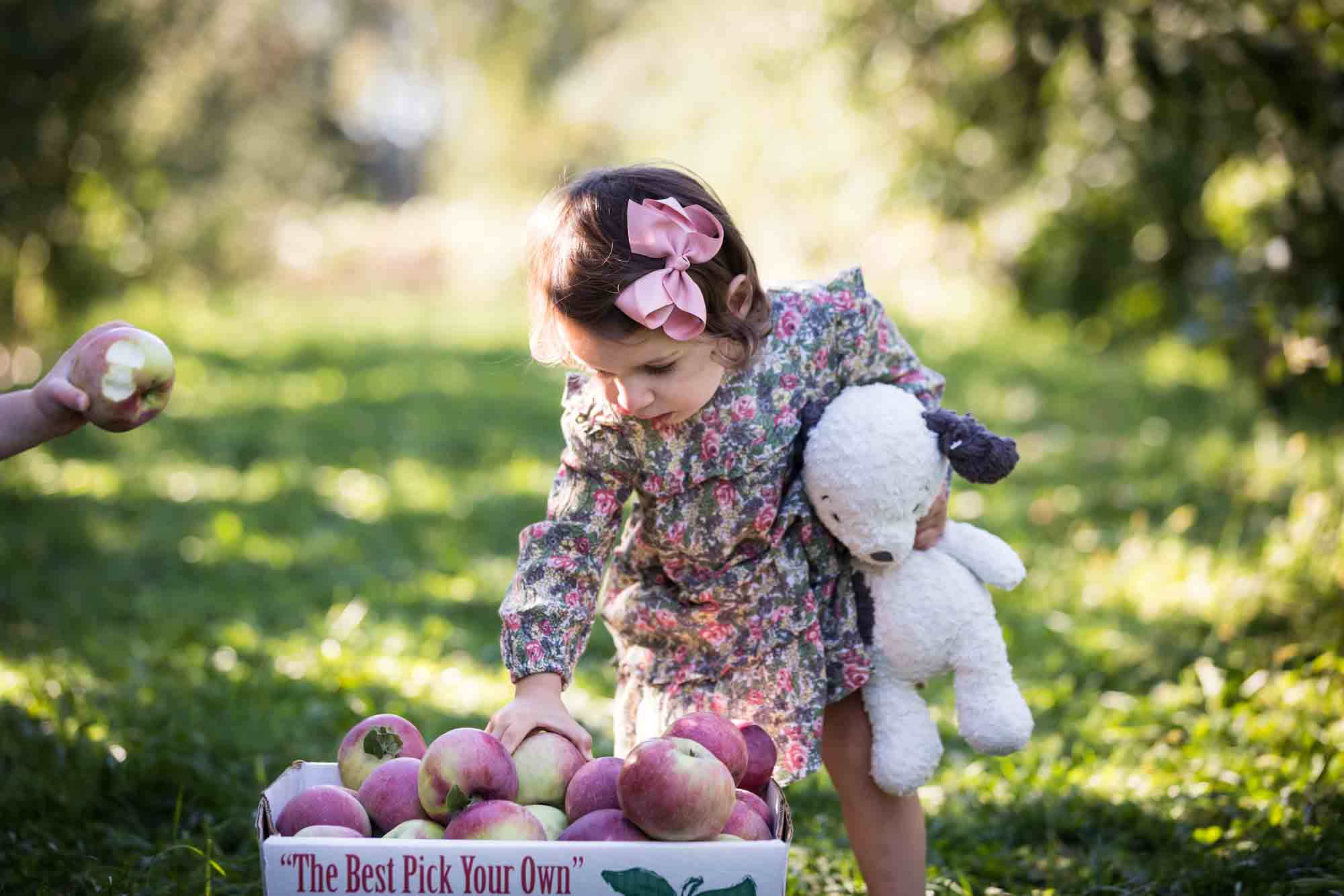 Little girl grabbing apple from pile for an article on tips for apple picking family photos