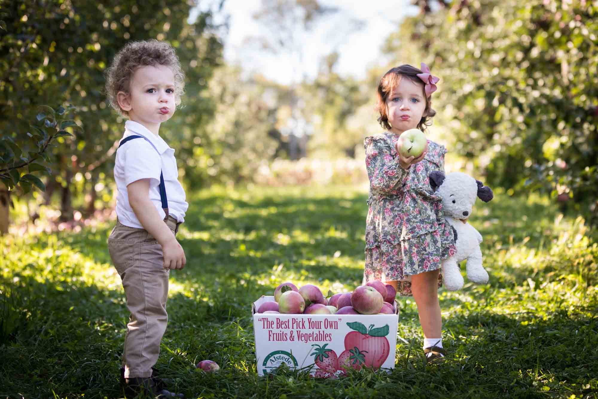 Two toddlers with apples in an orchard for an article on tips for apple picking family photos