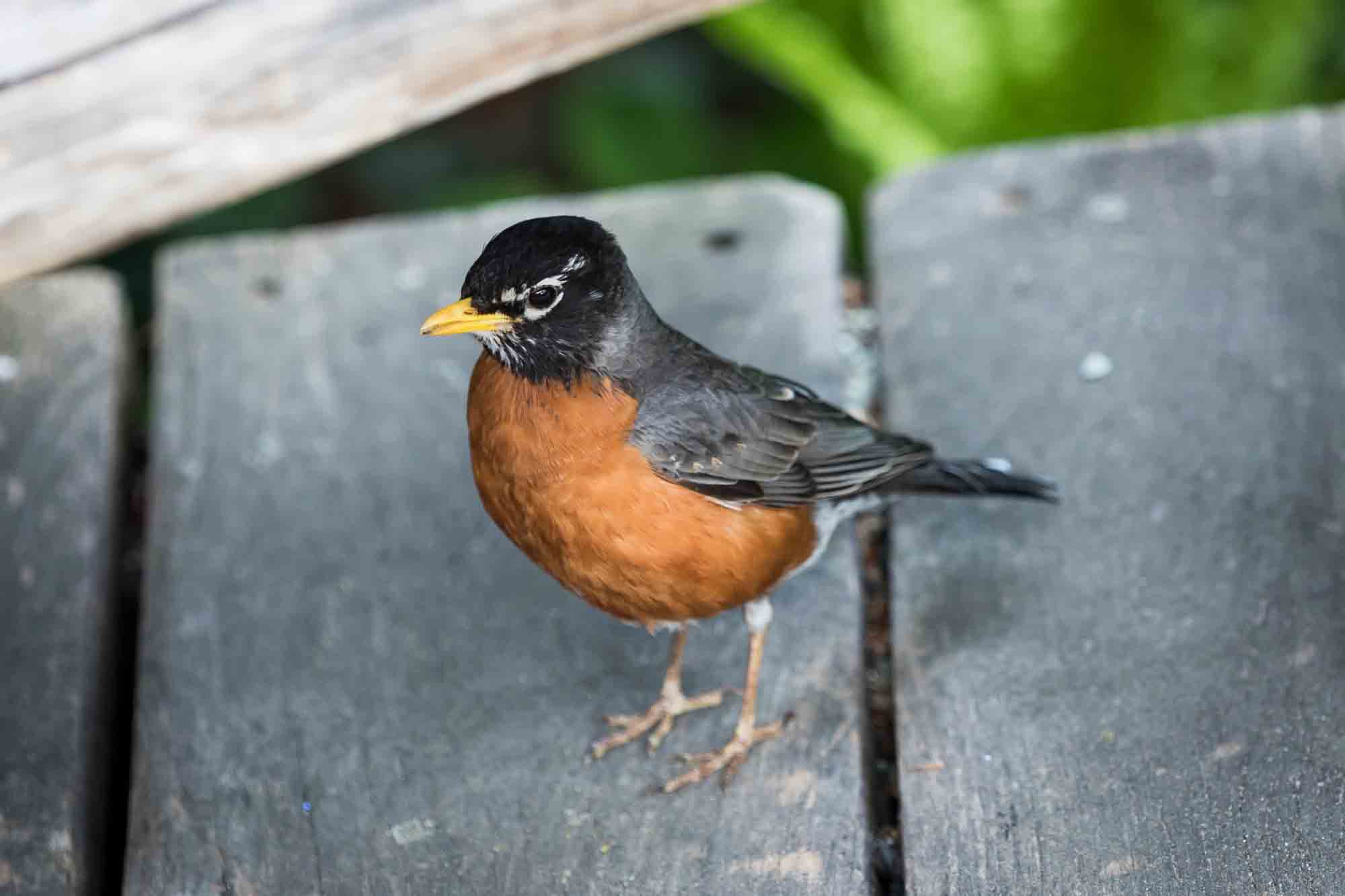 Robin bird standing on wooden board