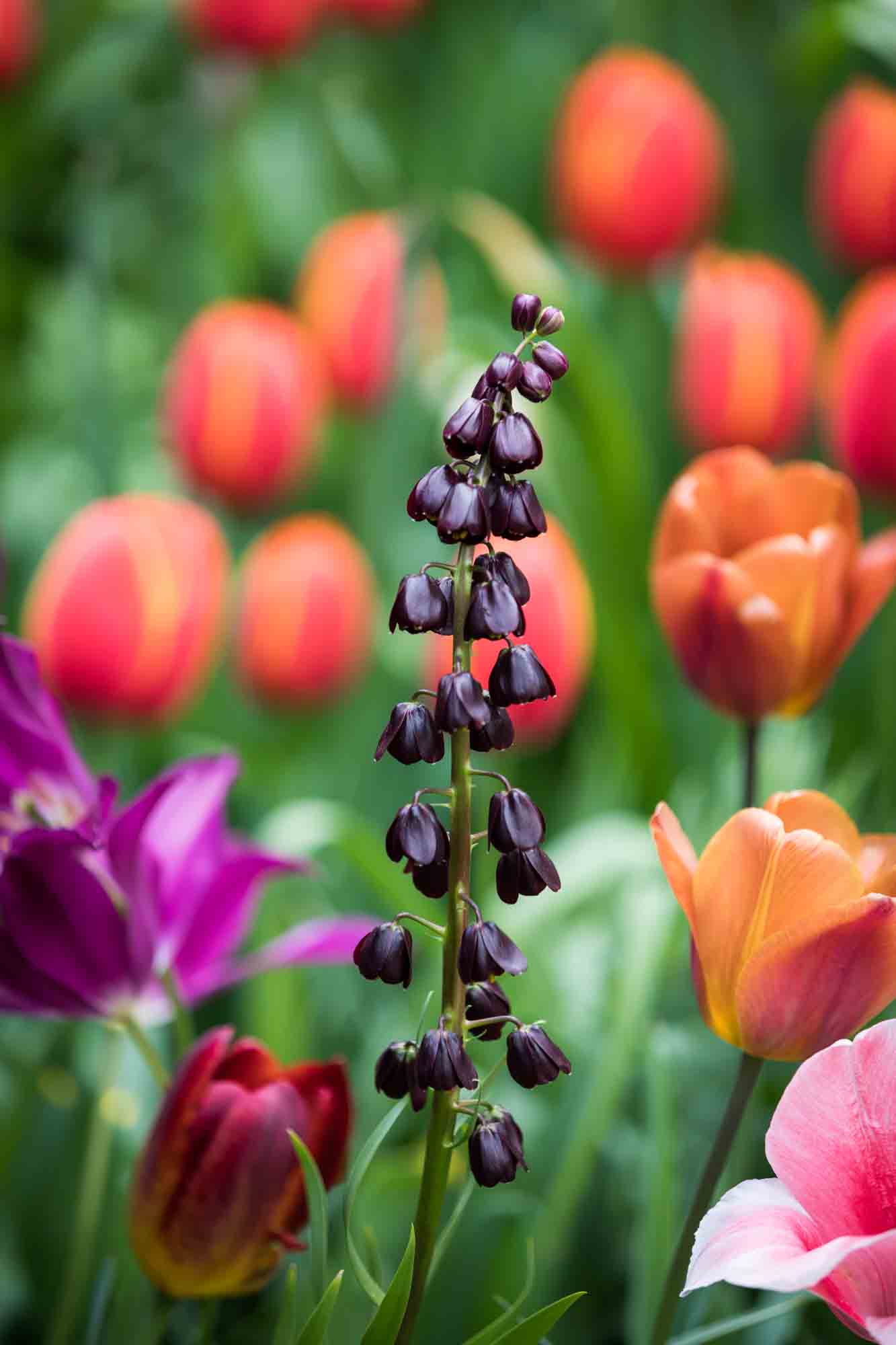 Colorful flowers in Central Park's Shakespeare Garden