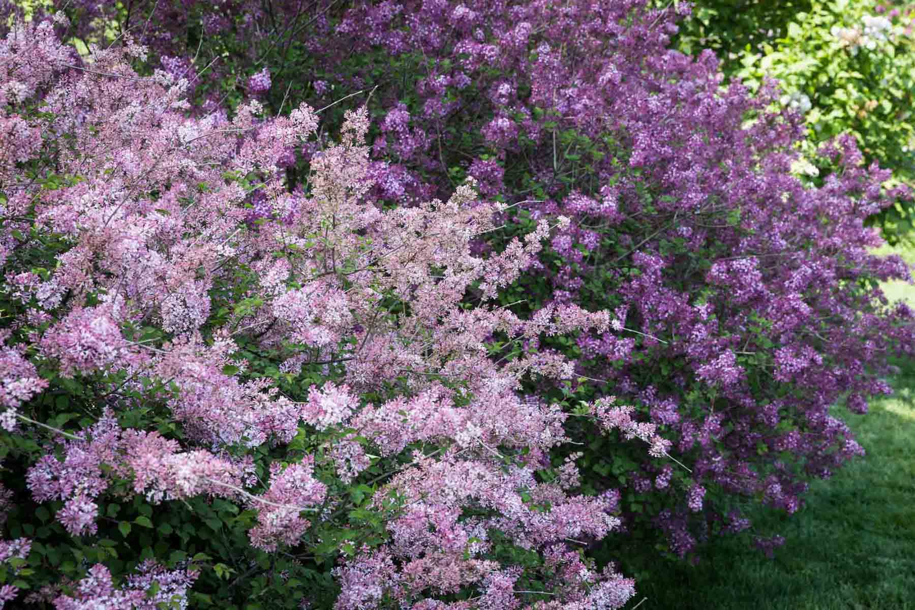 Bushes of lilacs at the New York Botanical Garden