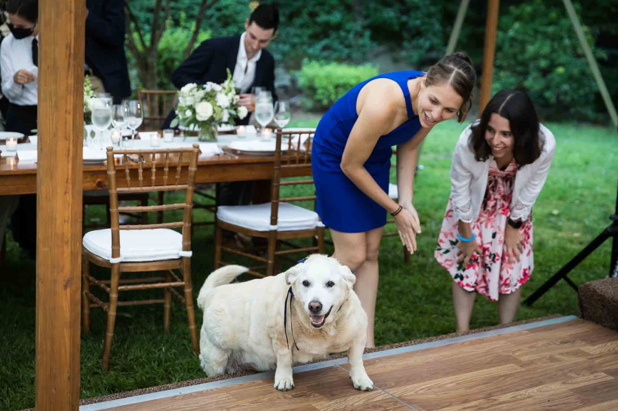 Two female guests watching dog walk on dance floor