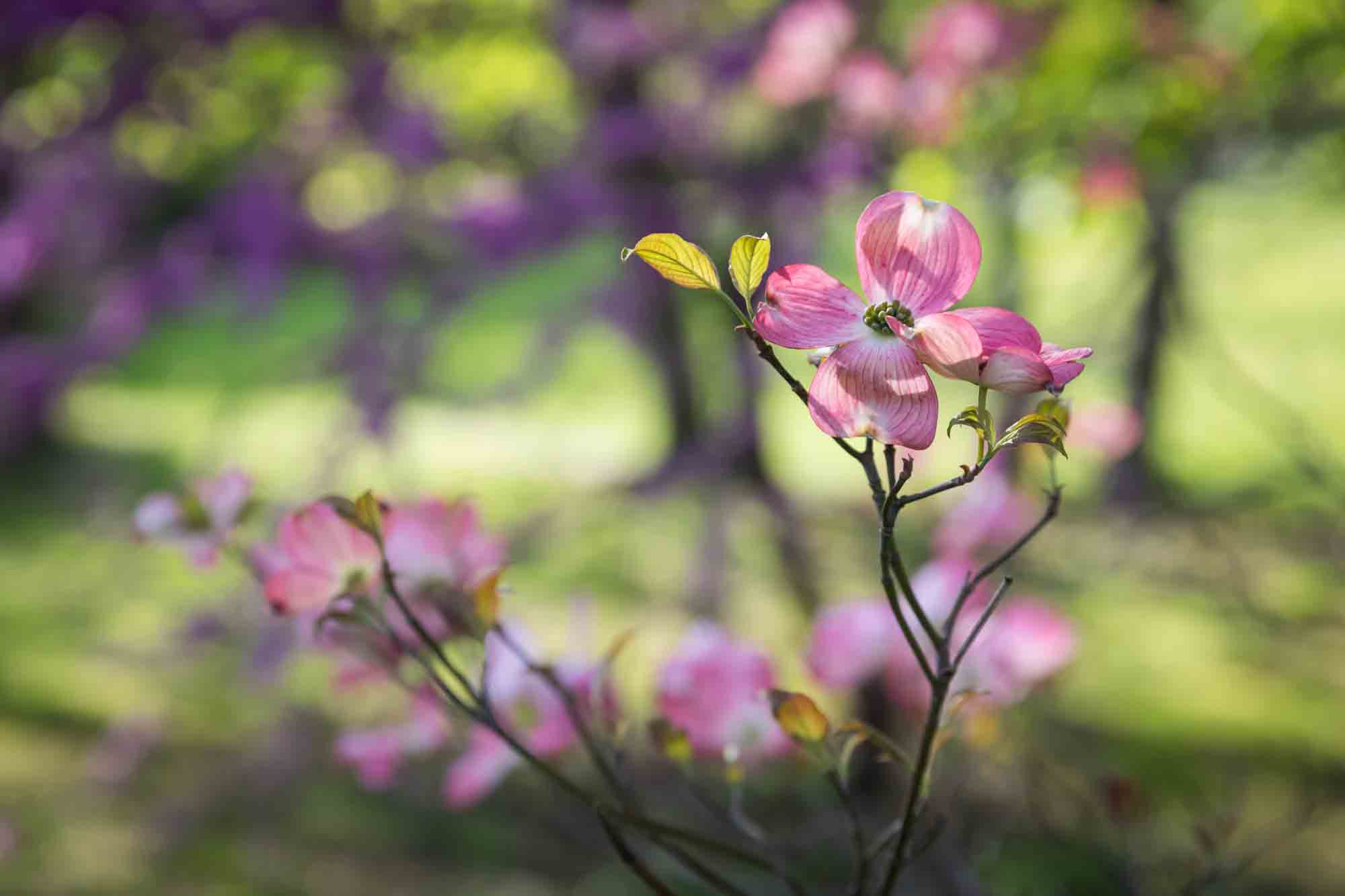 Pink dogwood blossoms