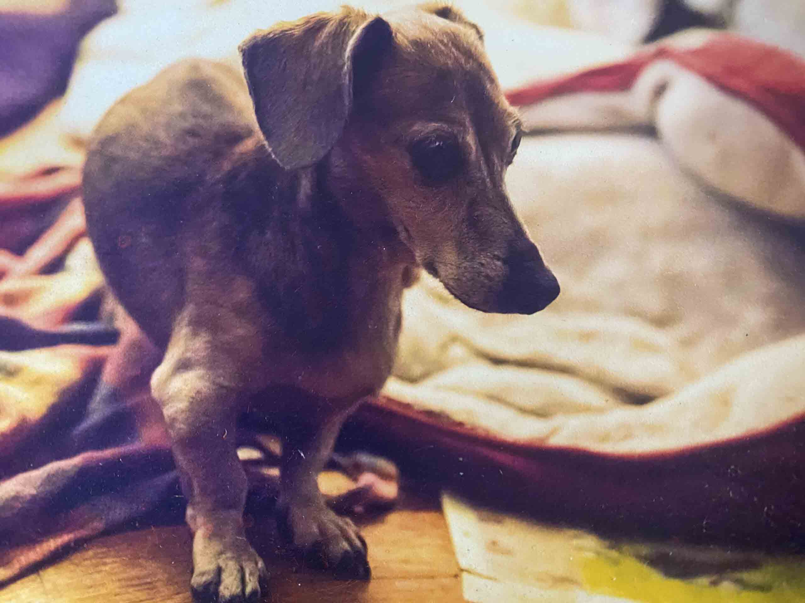 Miniature dachshund sitting on floor