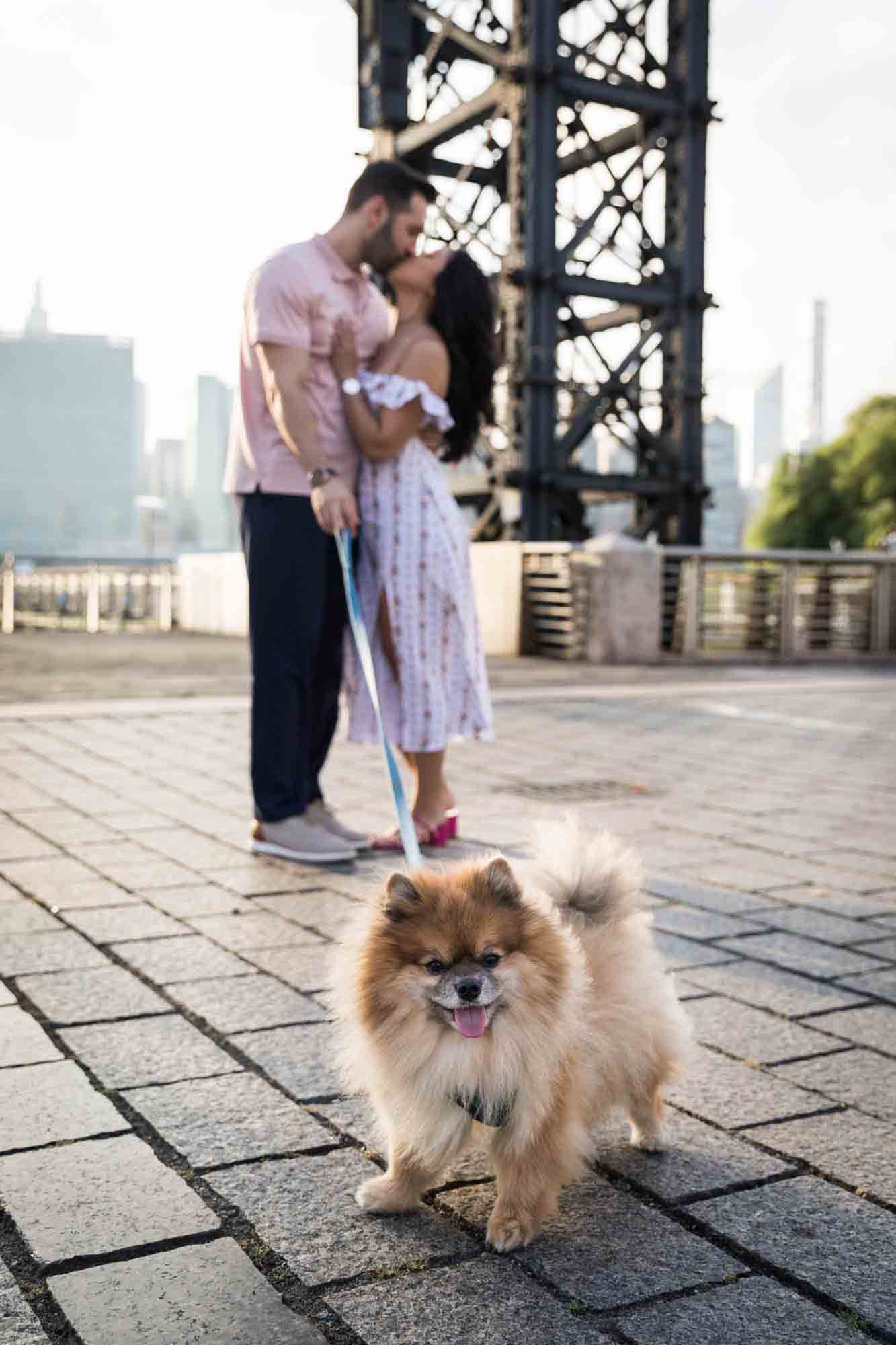 Pomeranian on leash with couple kissing in background during a Gantry Plaza State Park engagement photo shoot