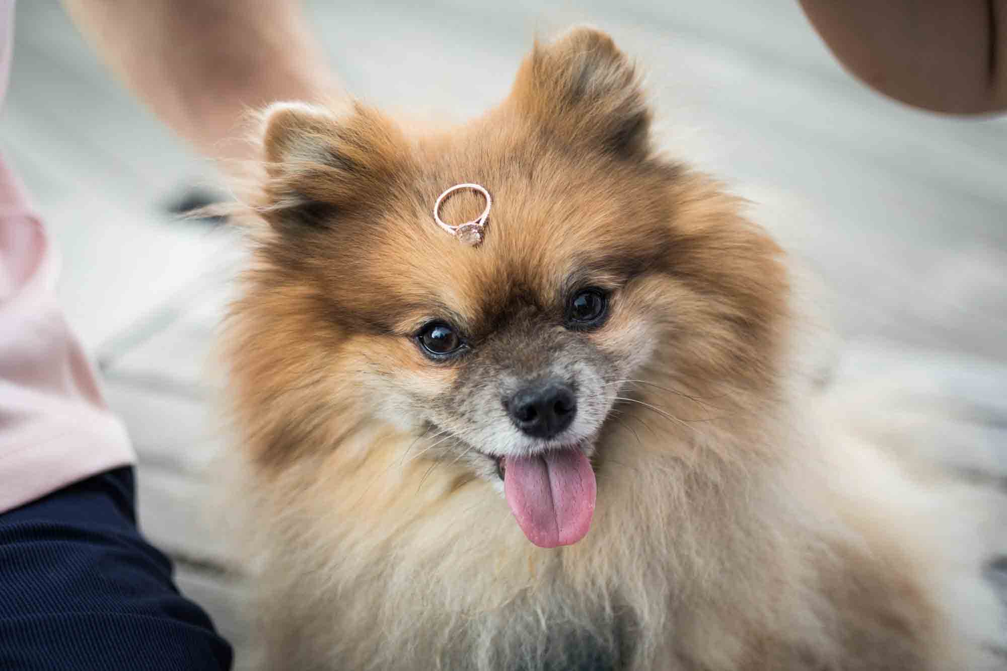 Brown Pomeranian dog with tongue out and engagement ring on top of head