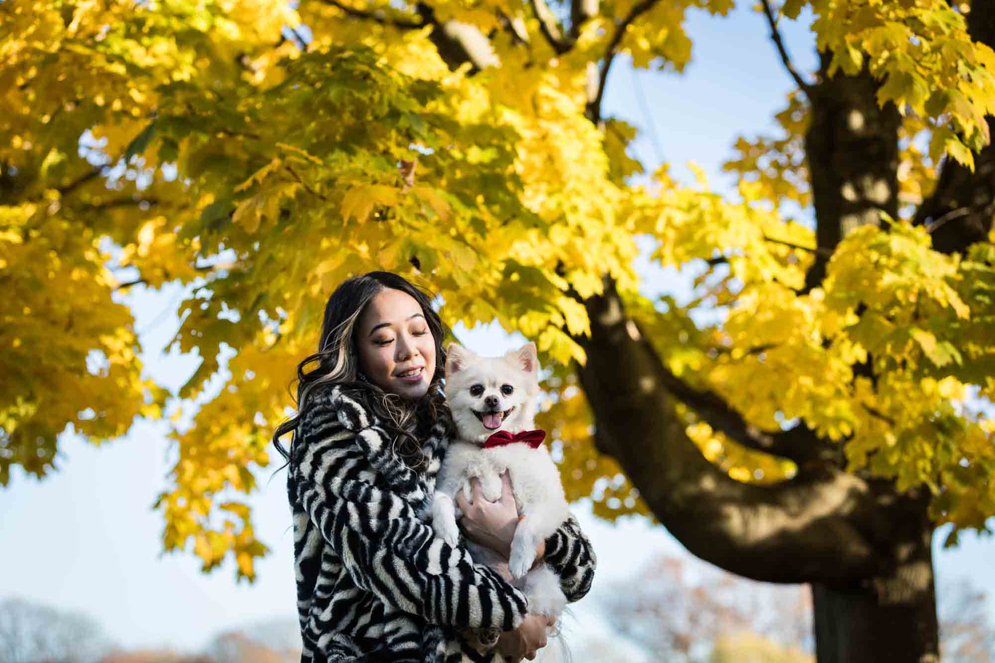 Pet portraits on Governors Island of woman holding white Pomeranian dog under tree with yellow leaves