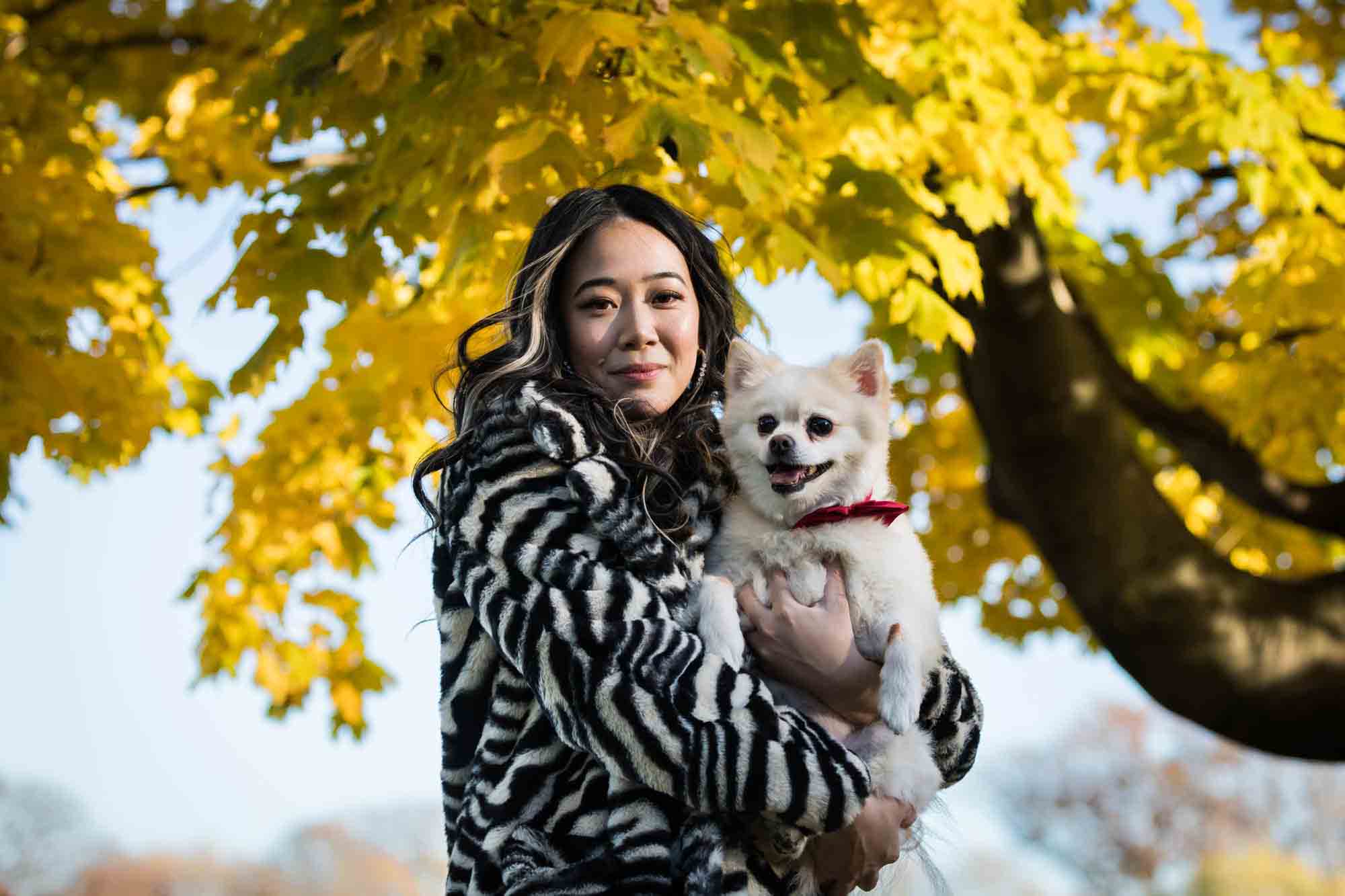 Pet portraits on Governors Island of woman holding white Pomeranian dog under tree with yellow leaves