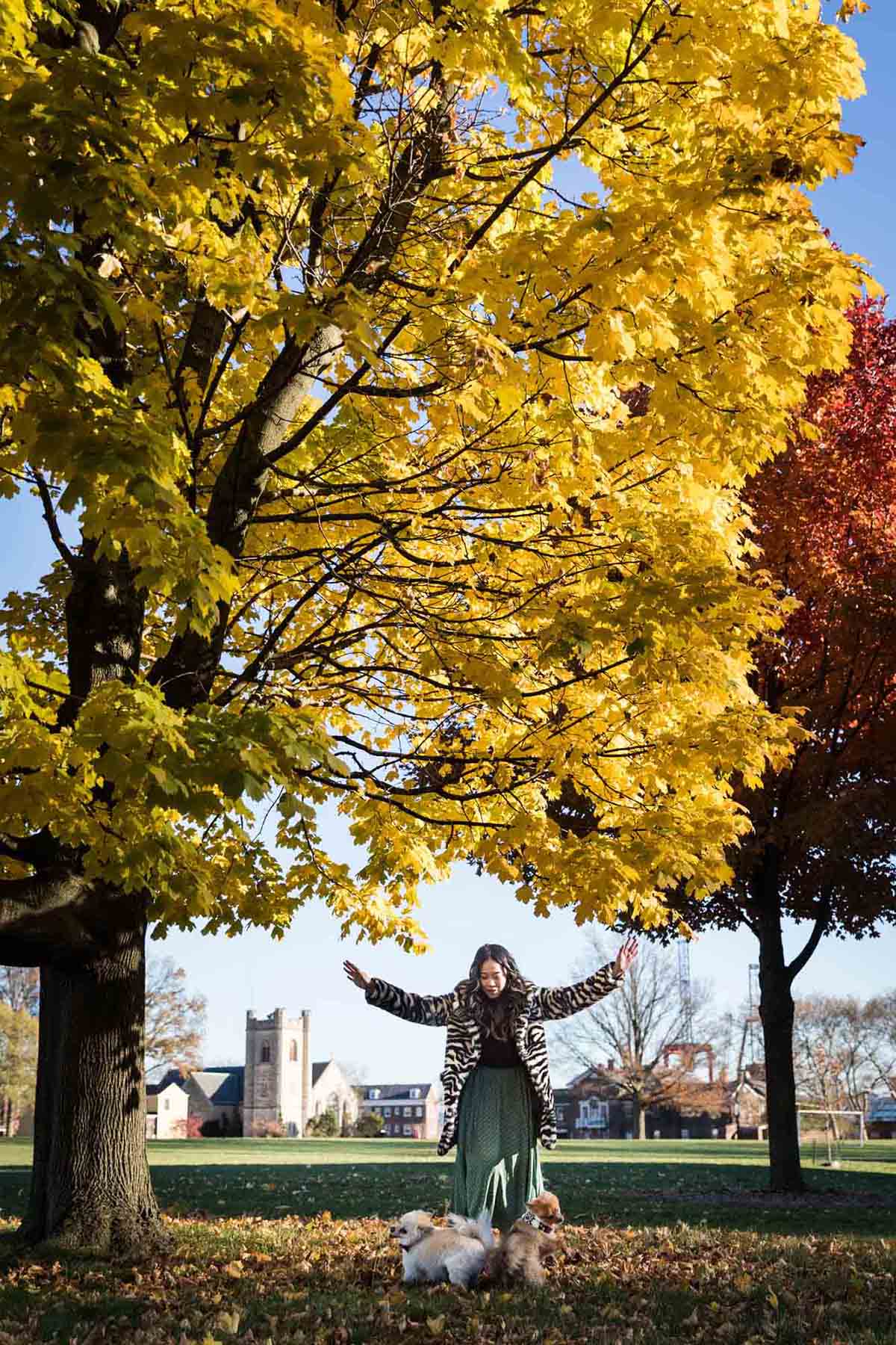 Pet portraits on Governors Island of woman playing with two Pomeranian dogs under tree with yellow leaves