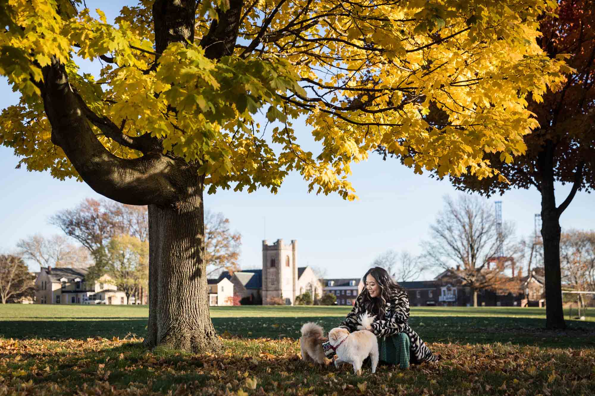 Pet portraits on Governors Island of woman playing with two Pomeranian dogs under tree with yellow leaves