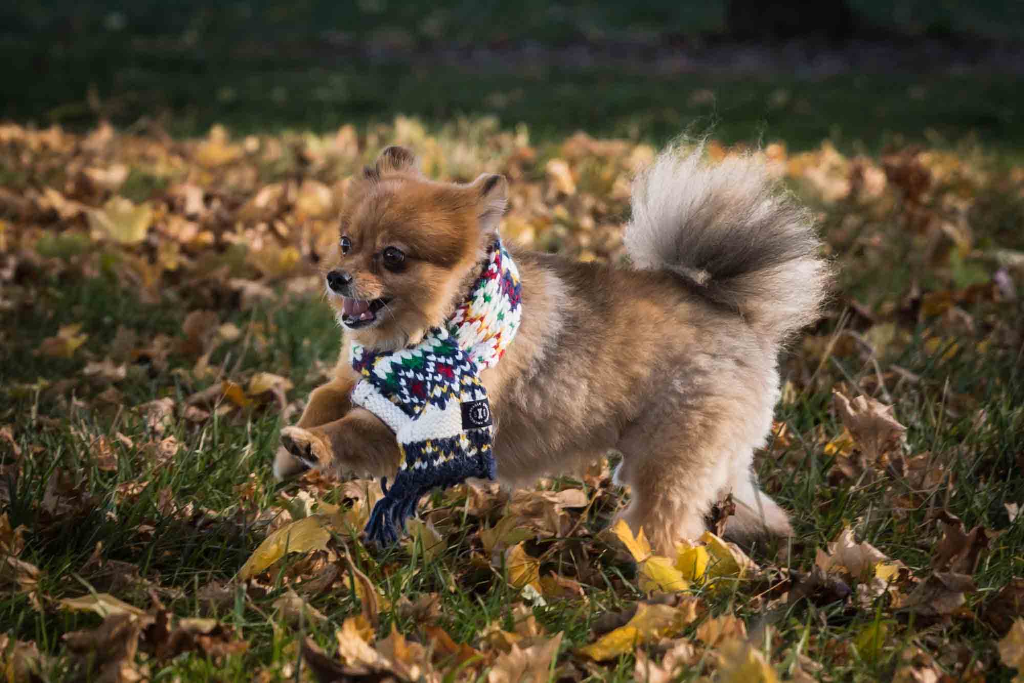 Brown Pomeranian dog wearing scarf running in leaves on Governors Island