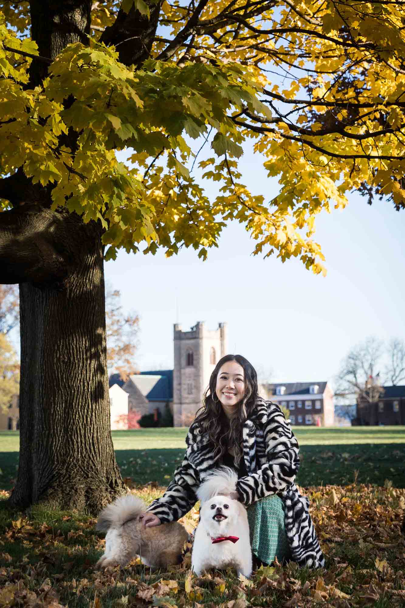 Pet portraits on Governors Island of woman playing with two Pomeranian dogs under tree with yellow leaves