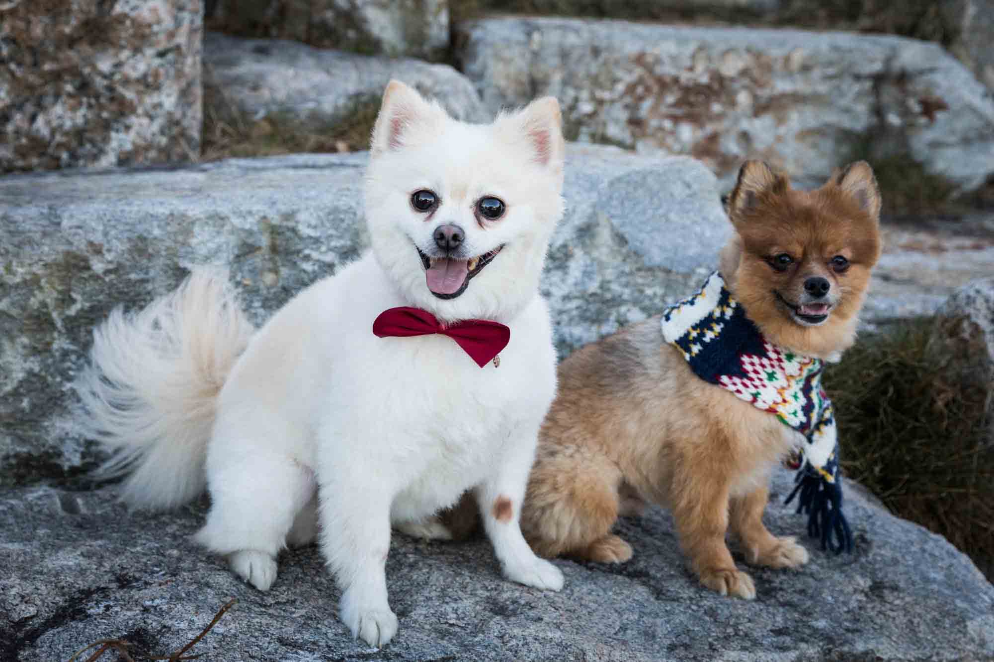 NYC pet portrait of two Pomeranian dogs sitting on stone steps on Governors Island