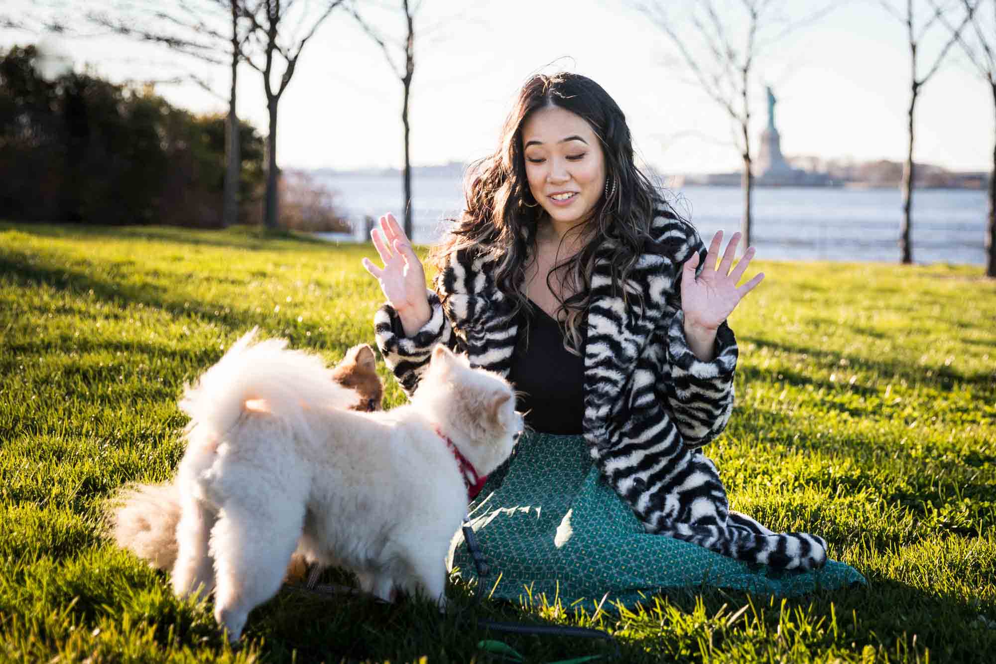 Pet portraits on Governors Island of woman sitting in grass with hands in air playing with two Pomeranian dogs