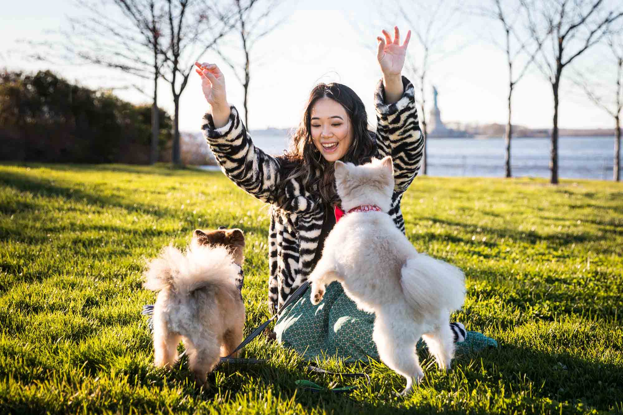 Pet portraits on Governors Island of woman sitting in grass with hands in air playing with two Pomeranian dogs