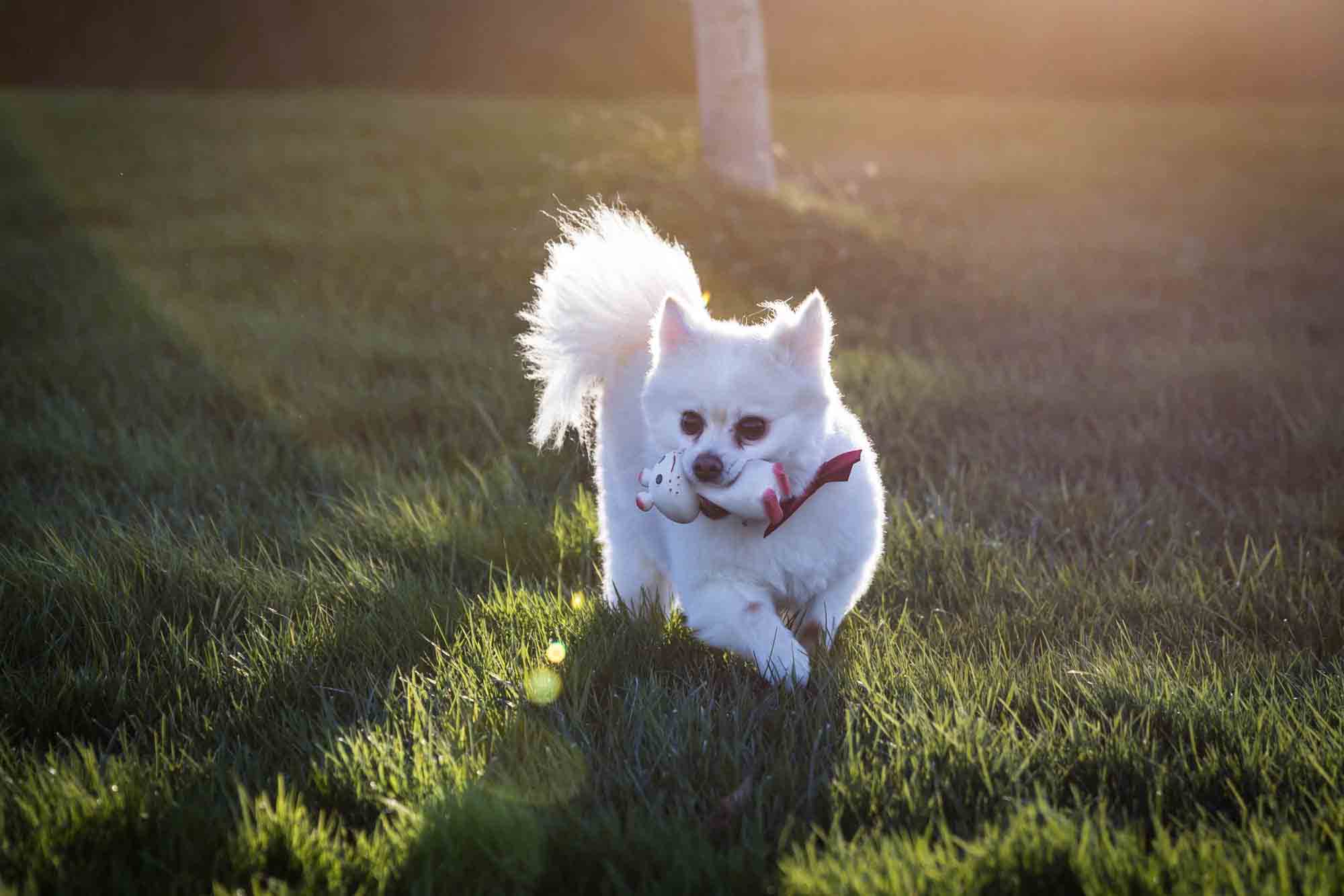 White Pomeranian dog in grass holding squeaky toy on Governors Island