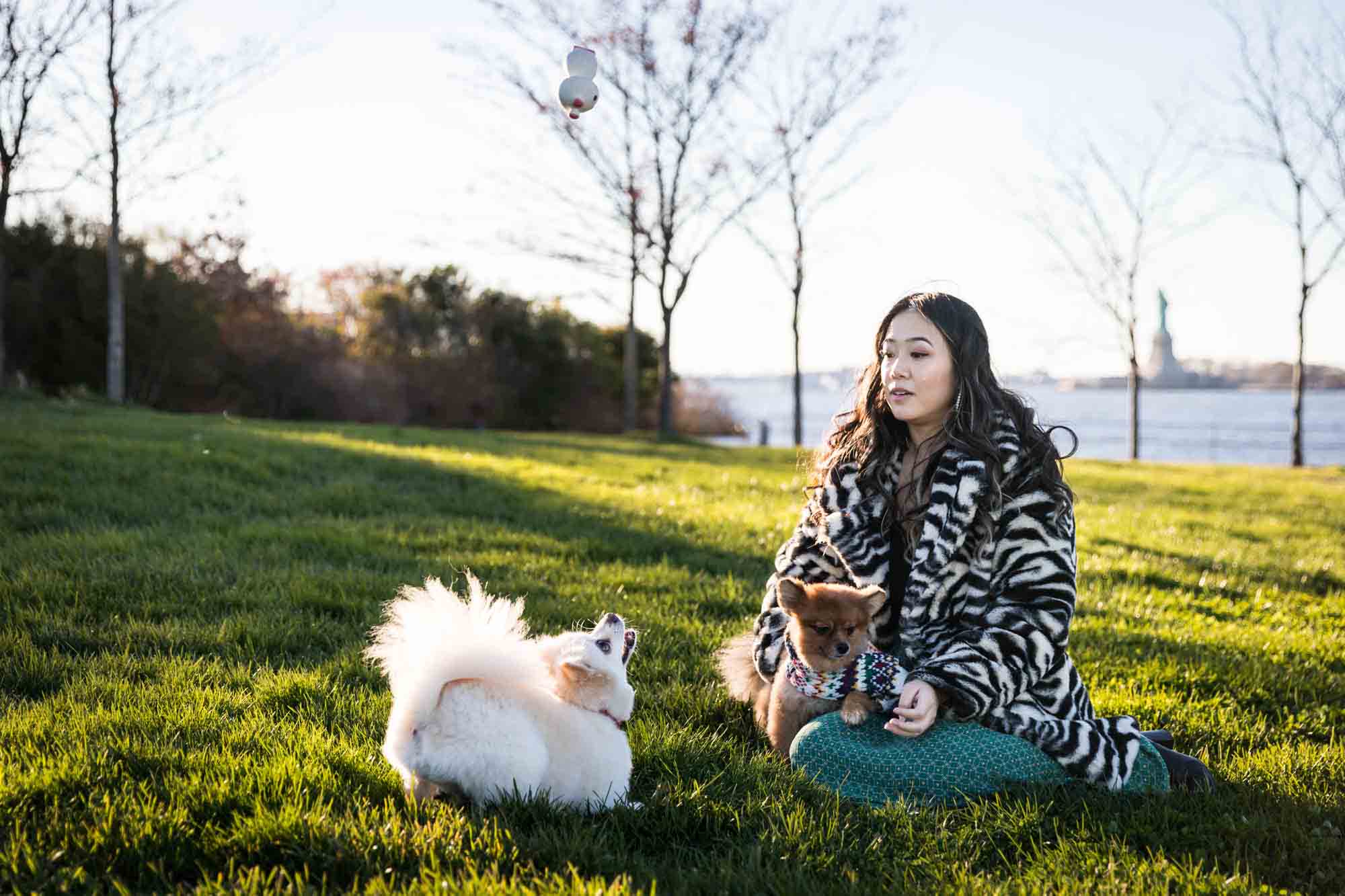 Pet portraits on Governors Island of woman sitting in grass with hands in air playing with two Pomeranian dogs