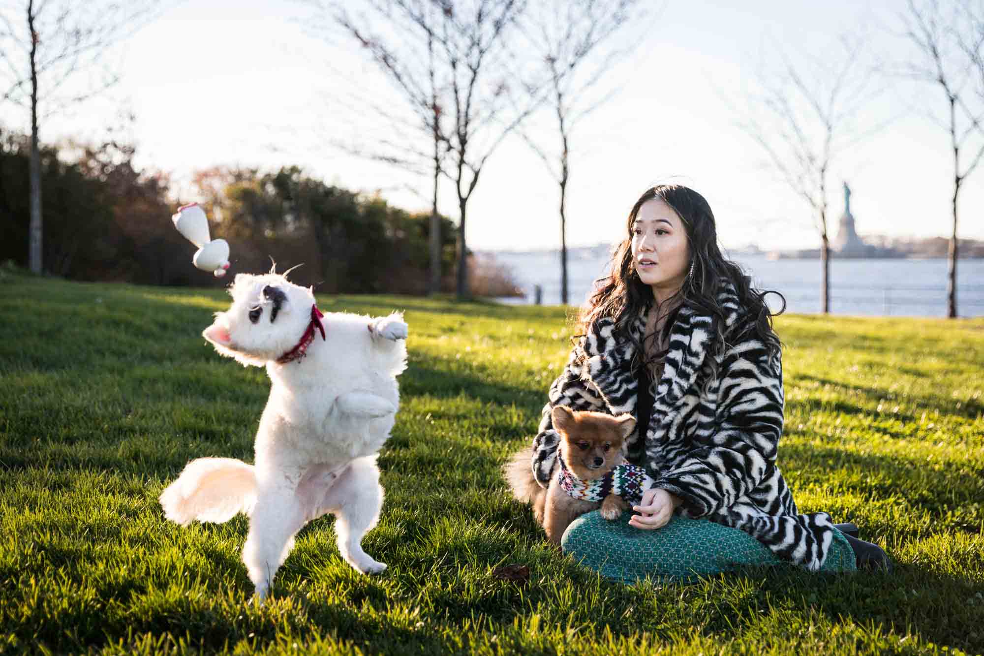 Pet portraits on Governors Island of dog catching toy in air