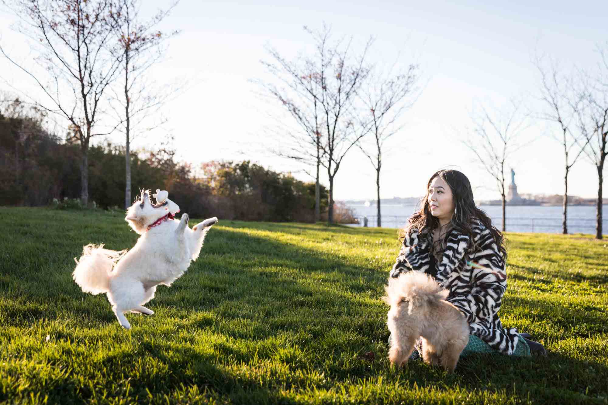 Pet portraits on Governors Island of woman sitting in grass with hands in air playing with two Pomeranian dogs