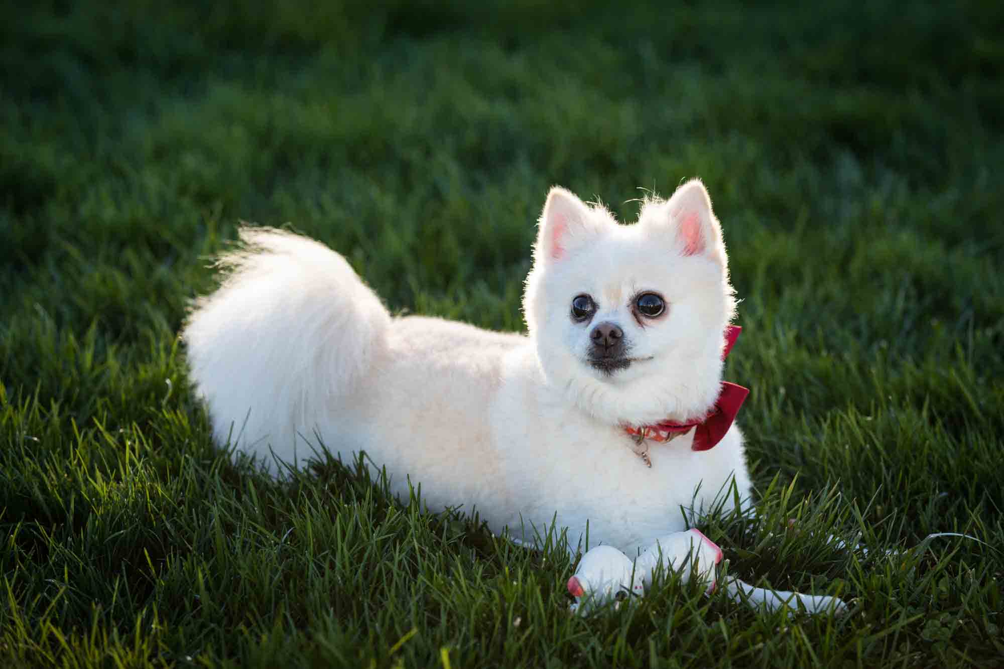 White Pomeranian dog in grass with squeaky toy on Governors Island