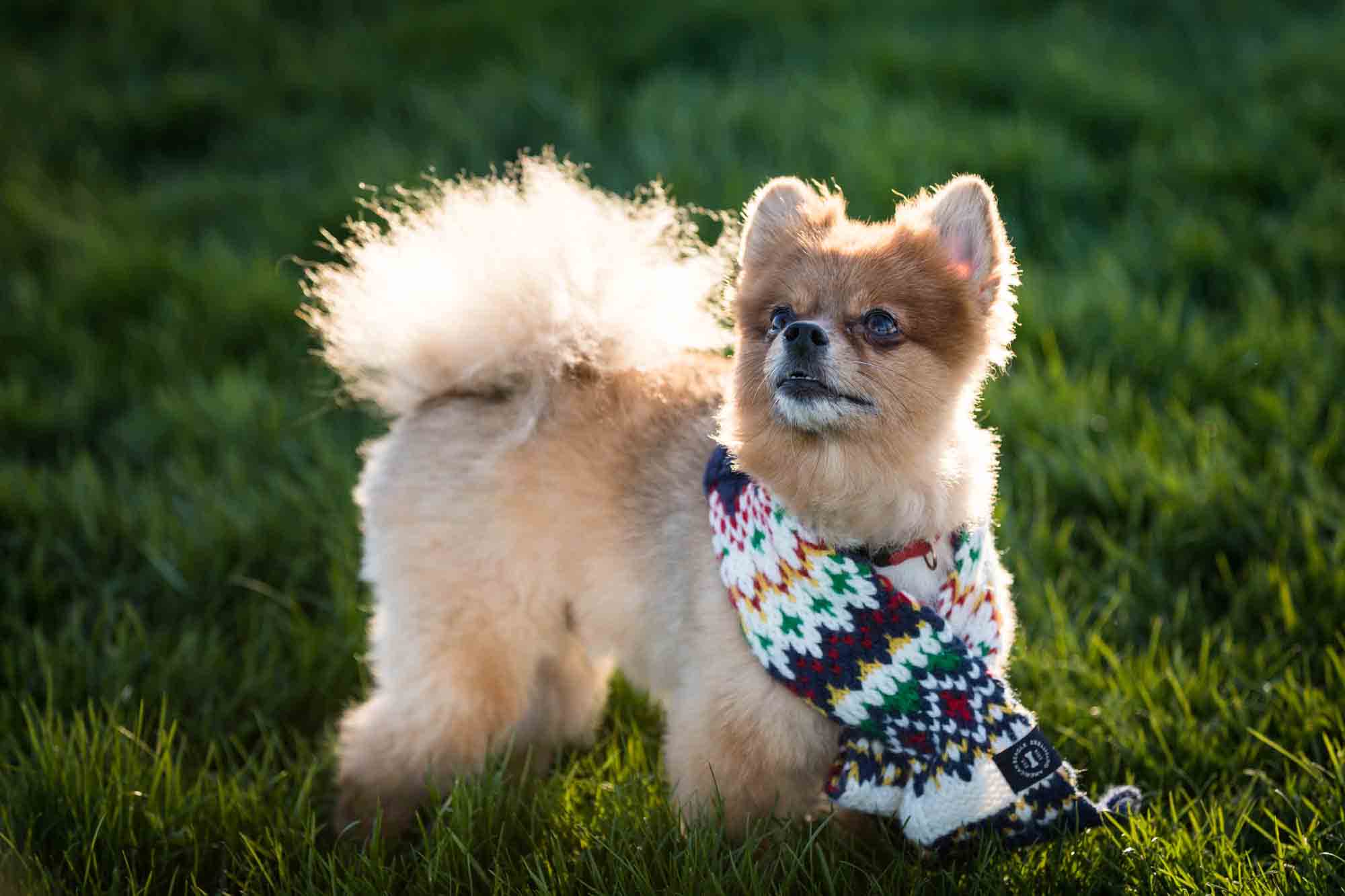 Brown Pomeranian dog in grass wearing knit scarf on Governors Island