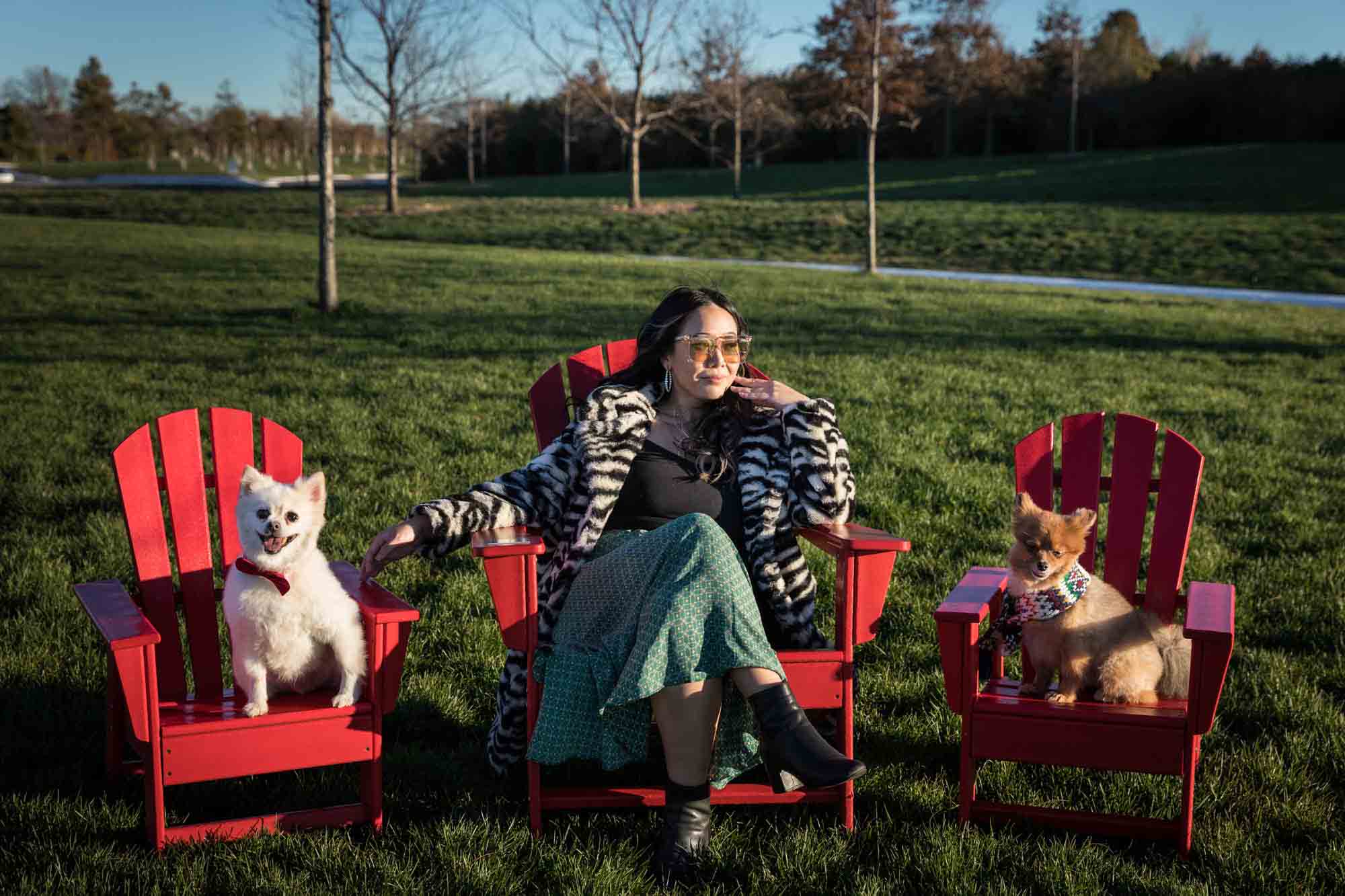 Pet portraits on Governors Island of woman sitting in red Adirondack chair with two Pomeranian dogs
