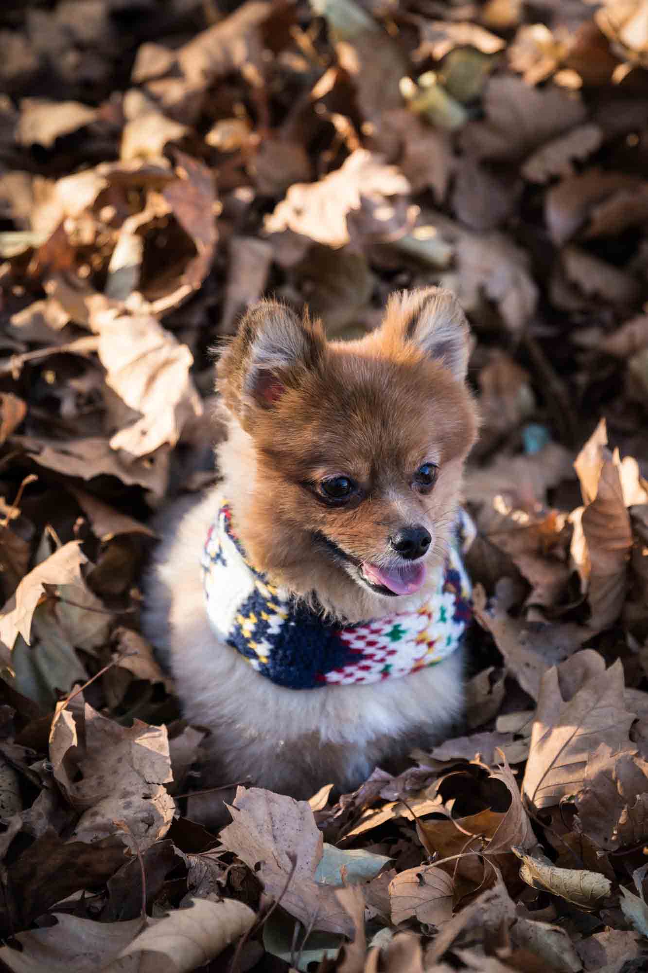 NYC pet portrait of brown Pomeranian wearing scarf sitting in brown leaves