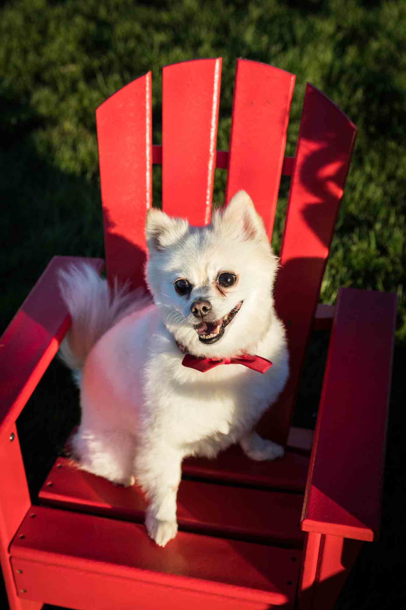 Governors Island pet portrait of white Pomeranian sitting on Adirondack chair