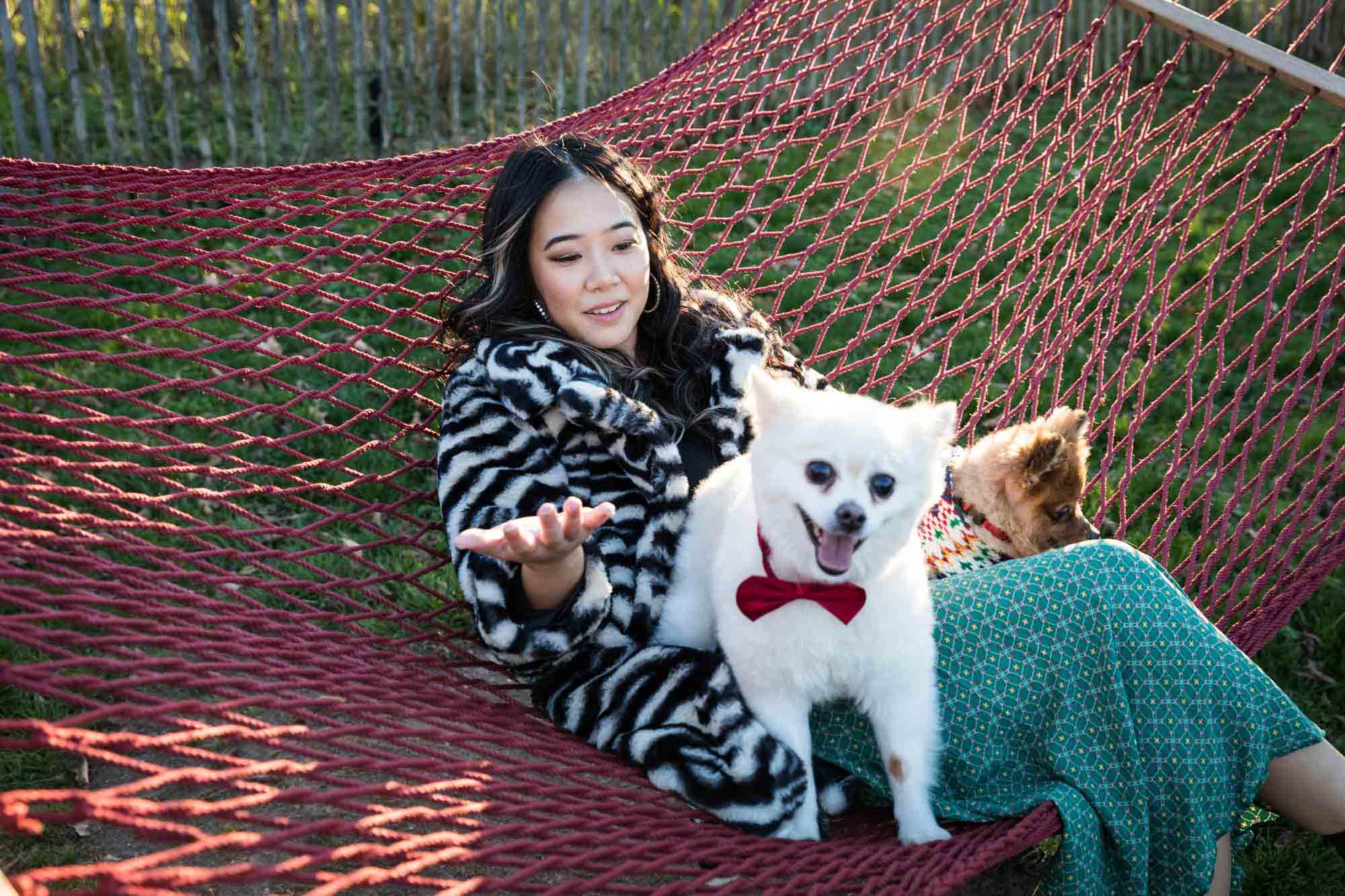 Pet portraits on Governors Island of woman sitting in hammock with two Pomeranian dogs