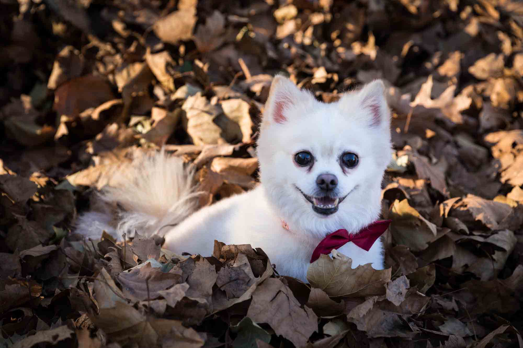 NYC pet portrait of white Pomeranian wearing red bow tie sitting in brown leaves