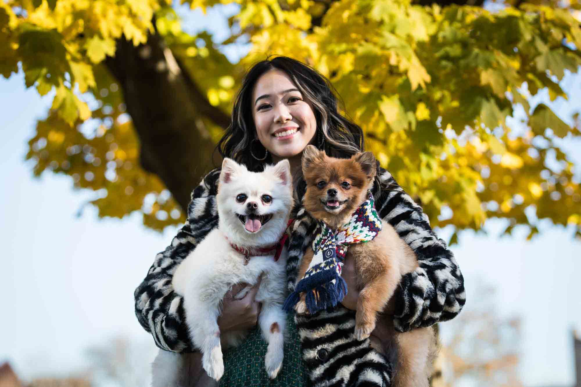 Pet portraits on Governors Island of woman holding two Pomeranian dogs under tree with yellow leaves