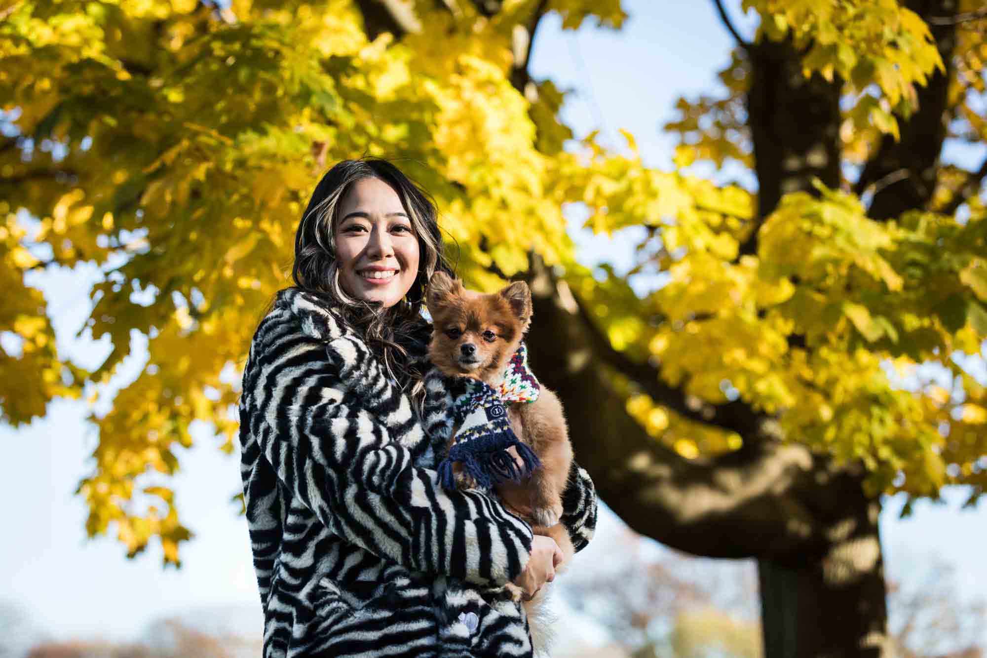 Pet portraits on Governors Island of woman holding brown Pomeranian dog under tree with yellow leaves