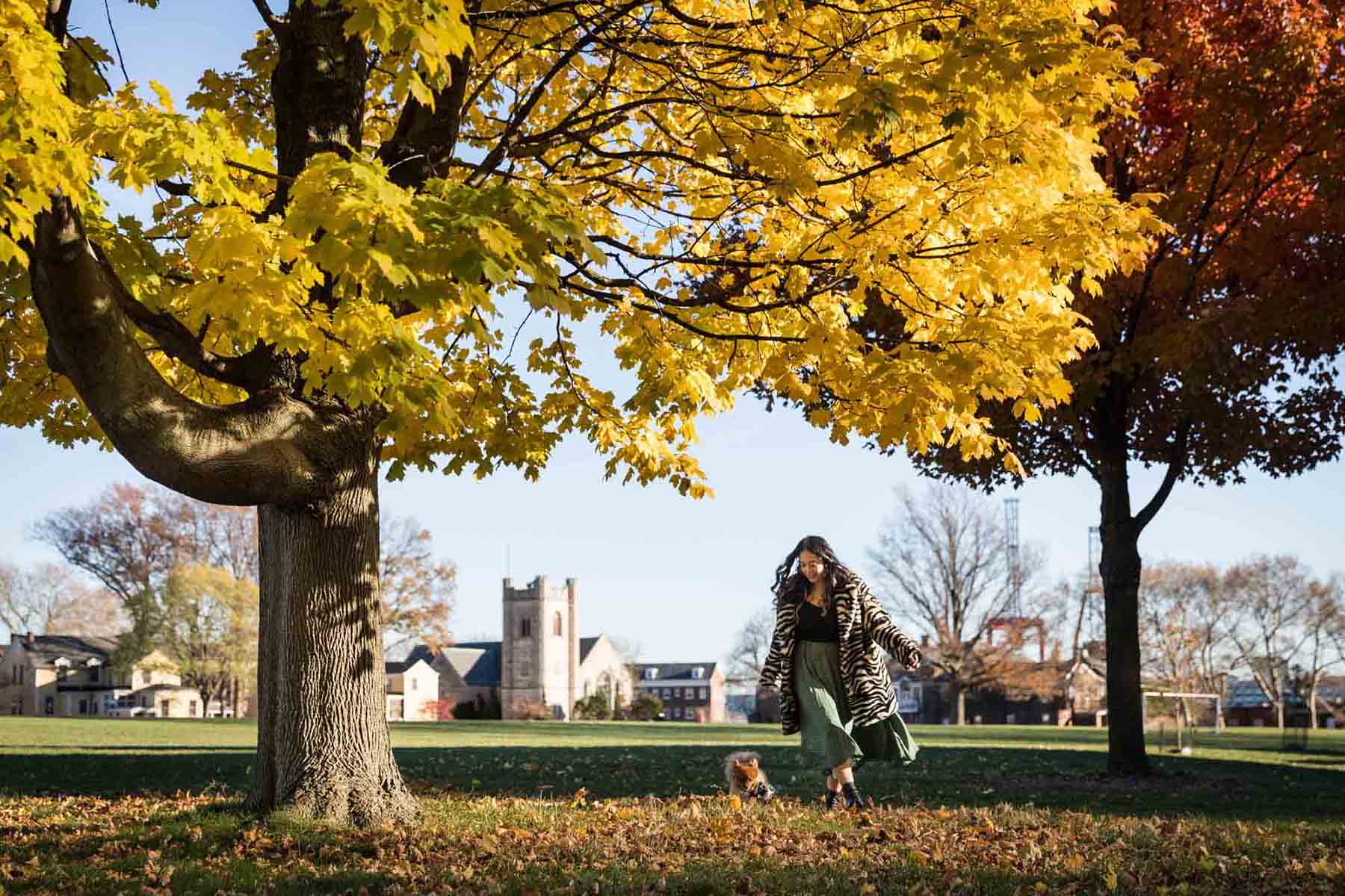 Pet portraits on Governors Island of woman playing with two Pomeranian dogs under tree with yellow leaves