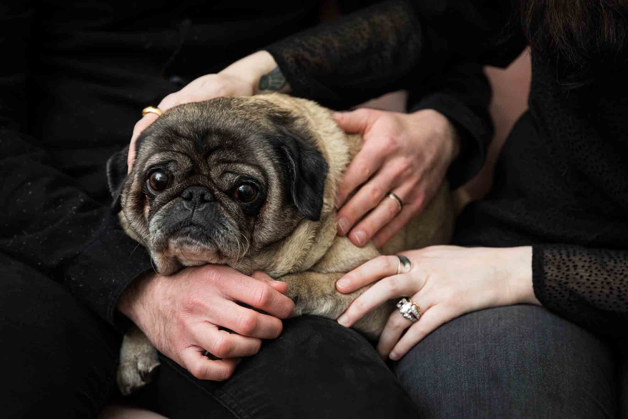 Two pairs of hands around old pug dog 