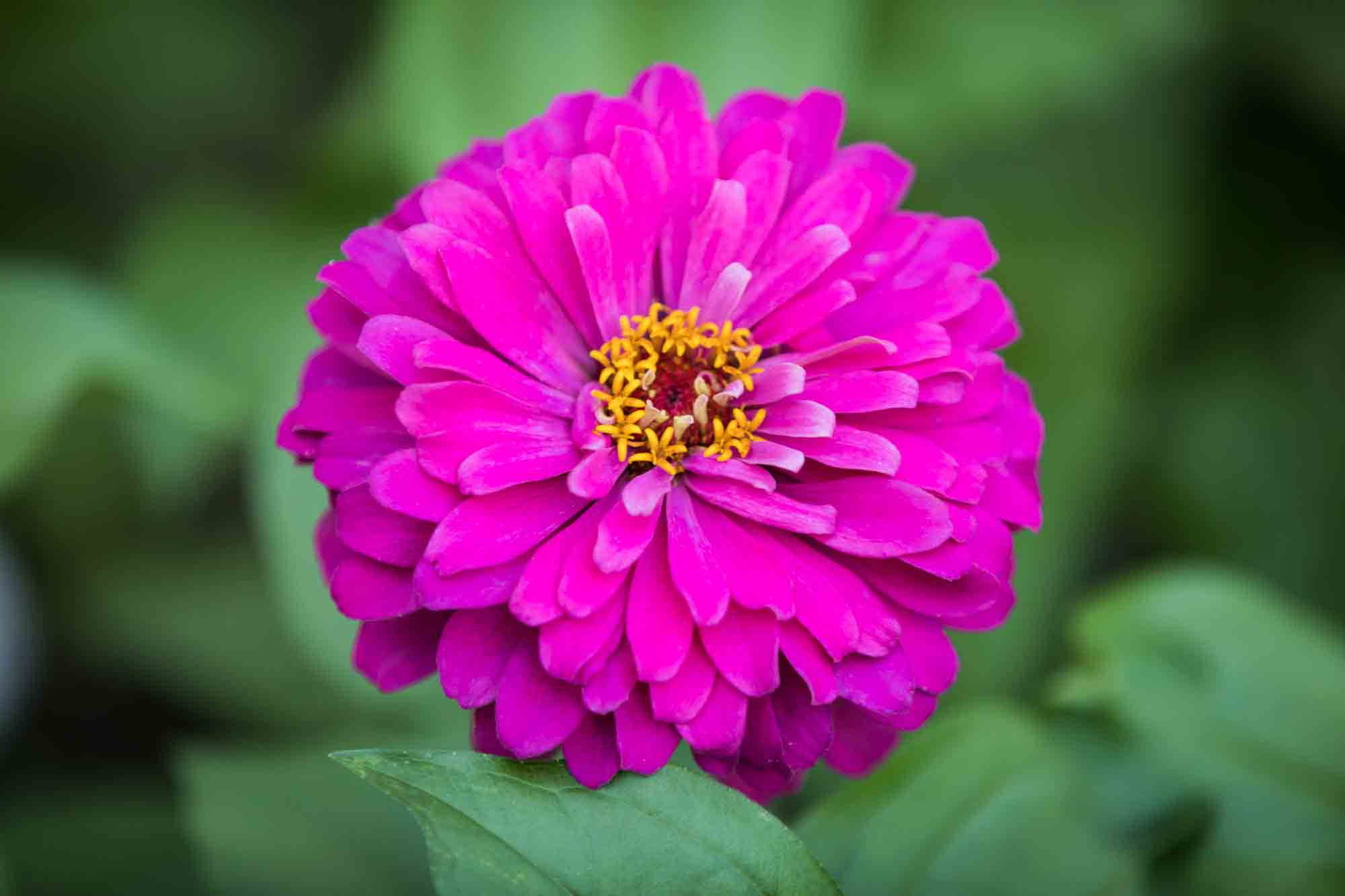 Large dark pink flower against green background in Forest Park