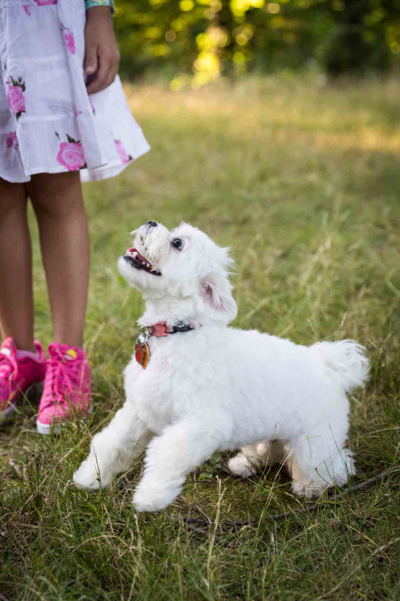 Small white dog about to jump up during a Forest Park family photo shoot