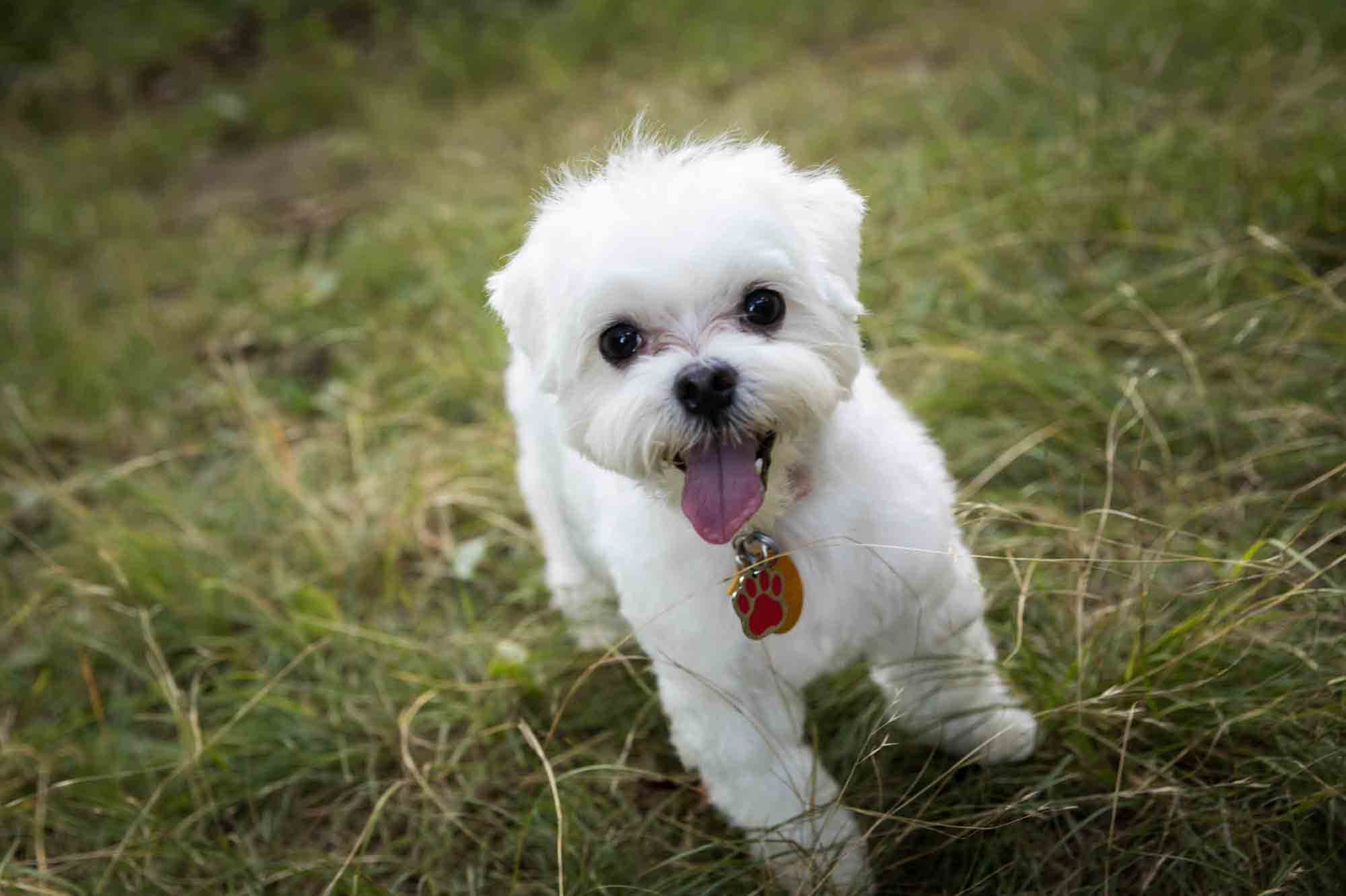 White, maltese puppy with tongue out during a Forest Park family photo shoot