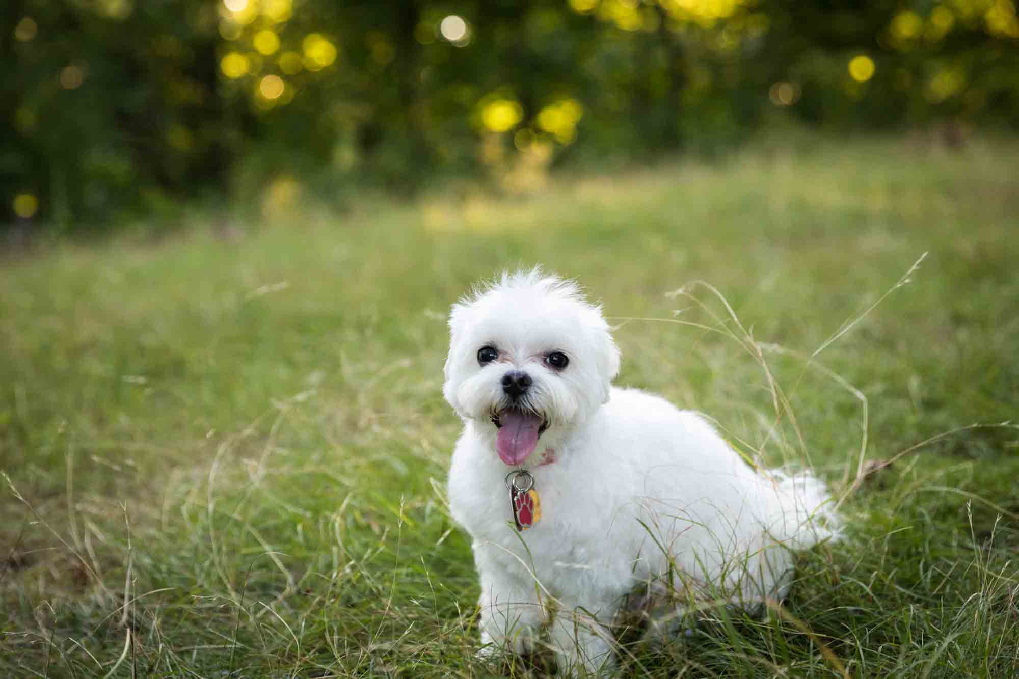 Small, white Maltese dog sitting in grass during Forest Hills family portrait