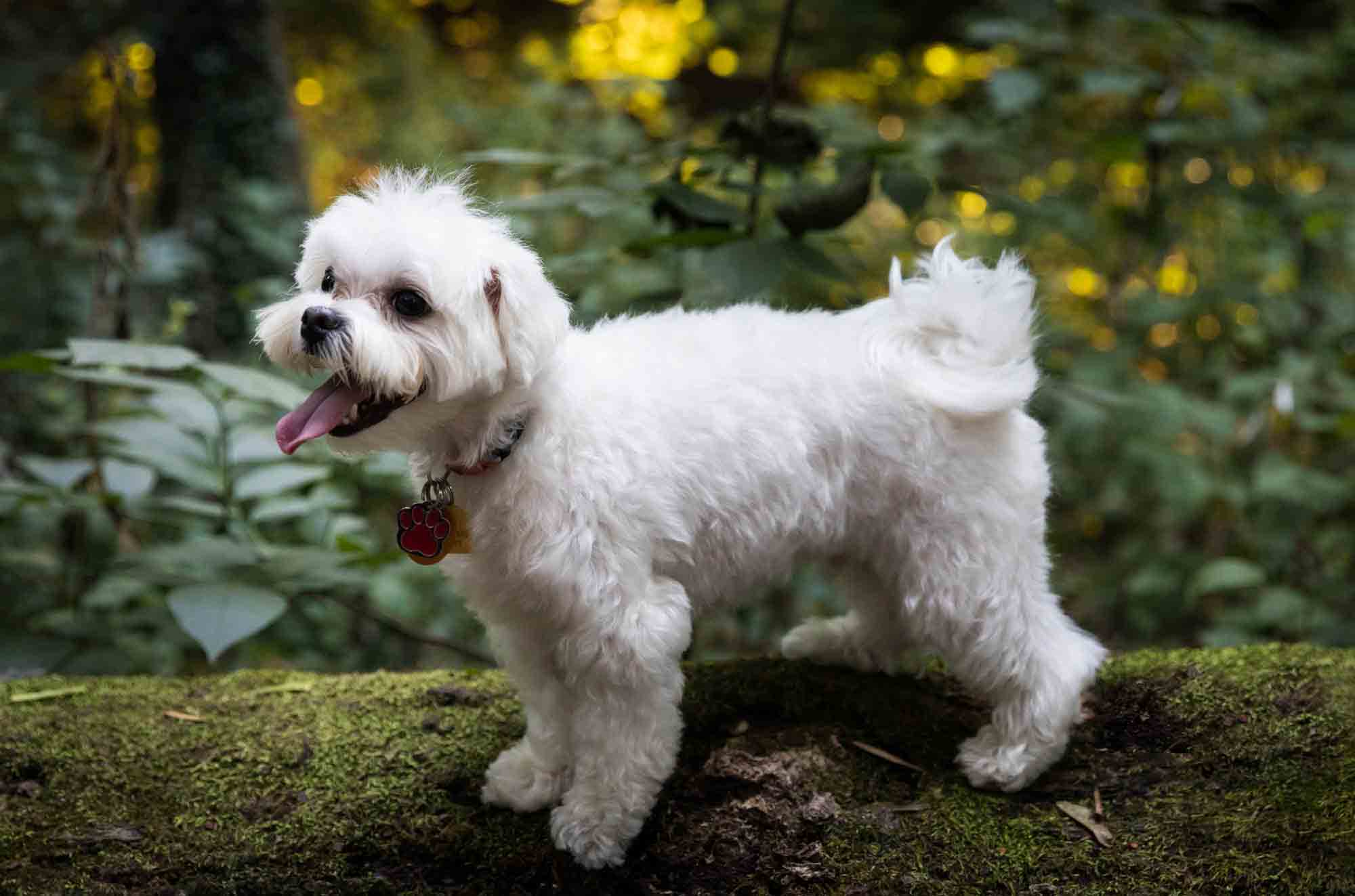 White Maltese dog standing on moss-covered log during Forest Hills family portrait