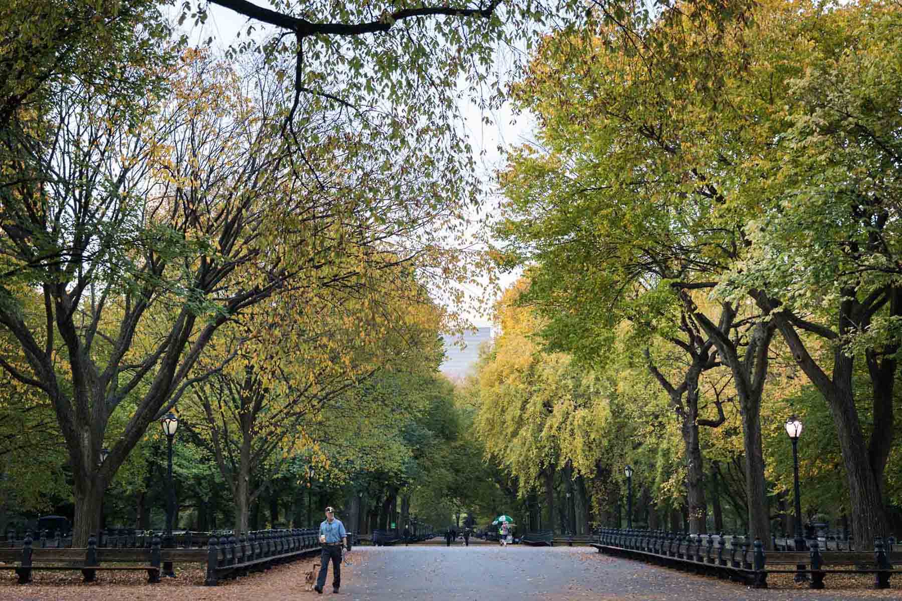 View of the Mall in Central Park with man walking dog