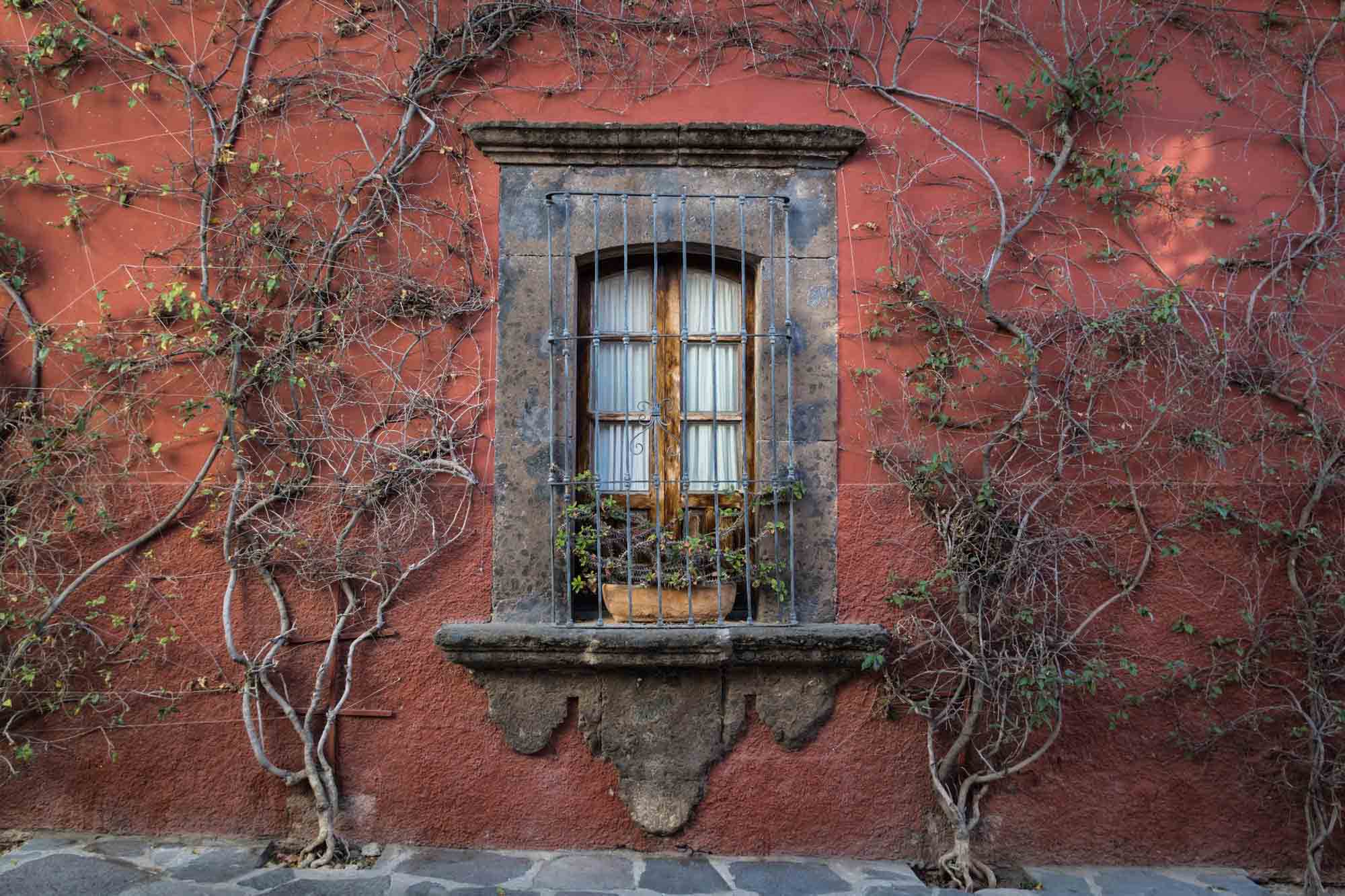 A lovely window covered by vines in San Miguel de Allende