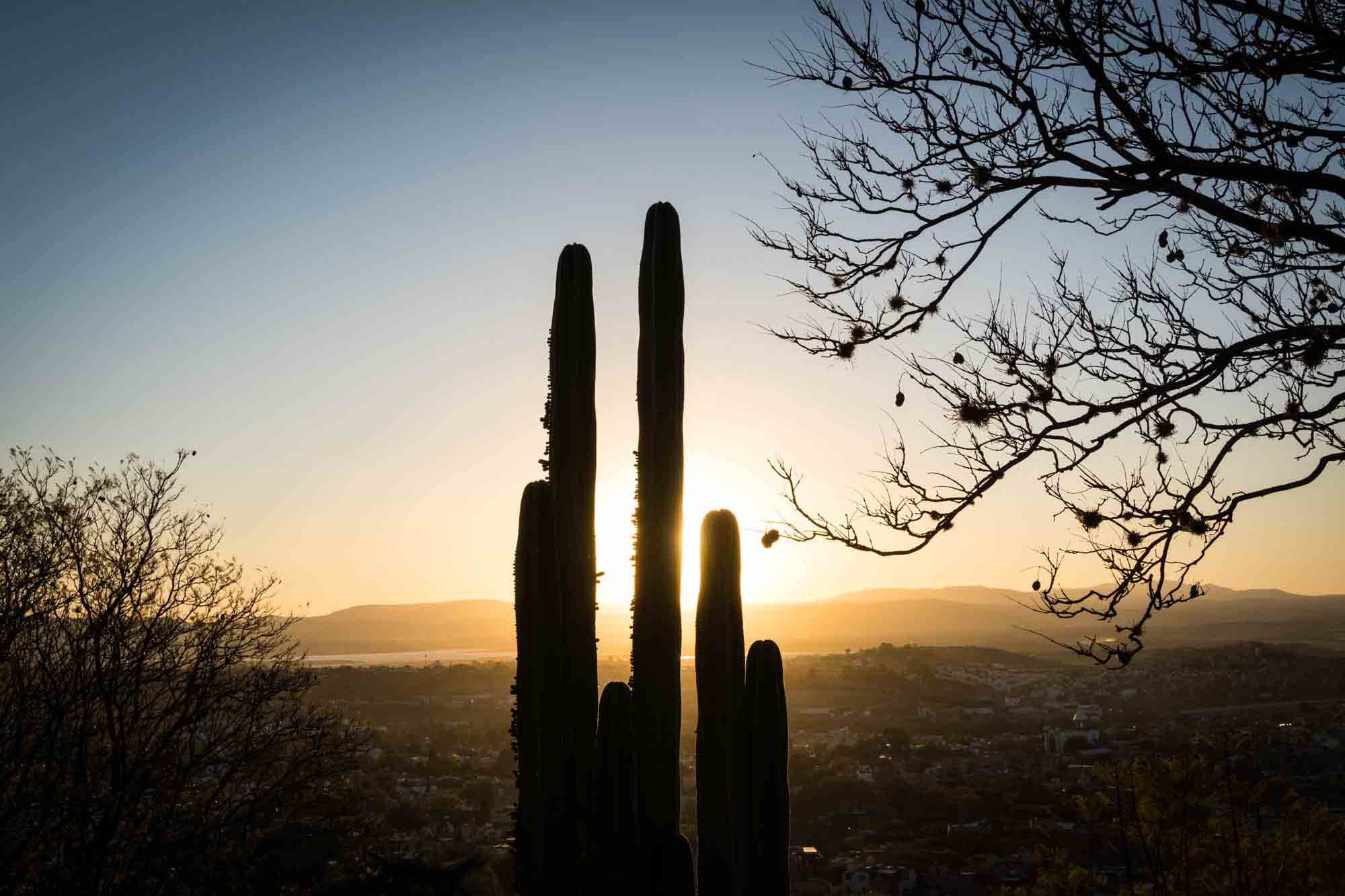 A cactus backlit against the city of San Miguel de Allende at sunset